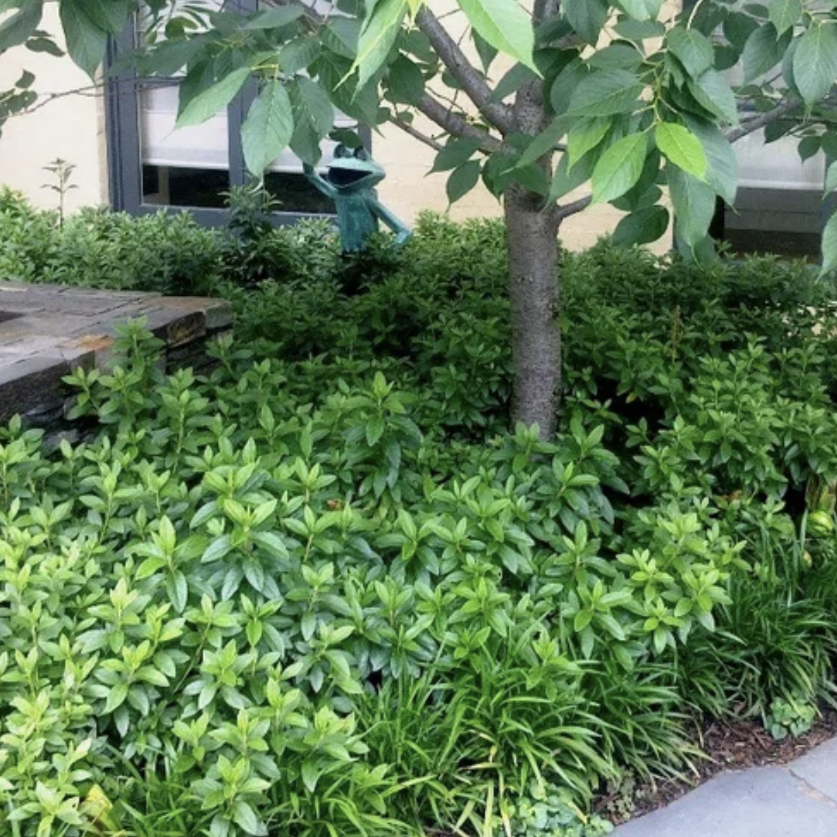 azalea-indica-magnifica-garden