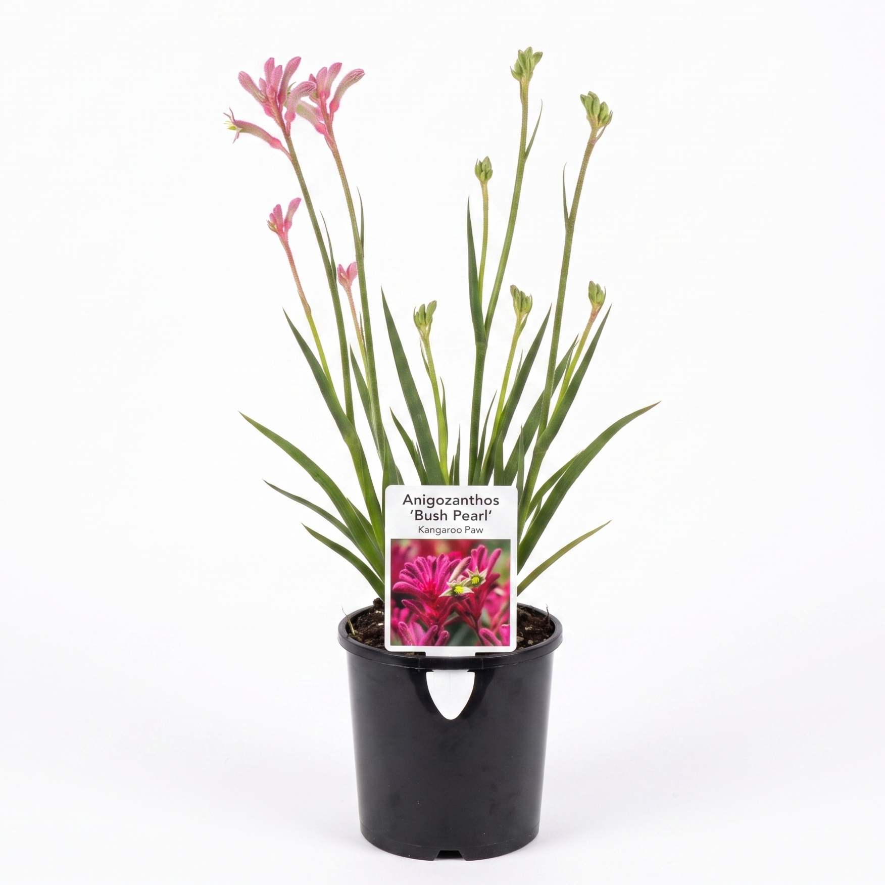 Anigozanthos 'Bush Pearl' (Small 140mm pot)