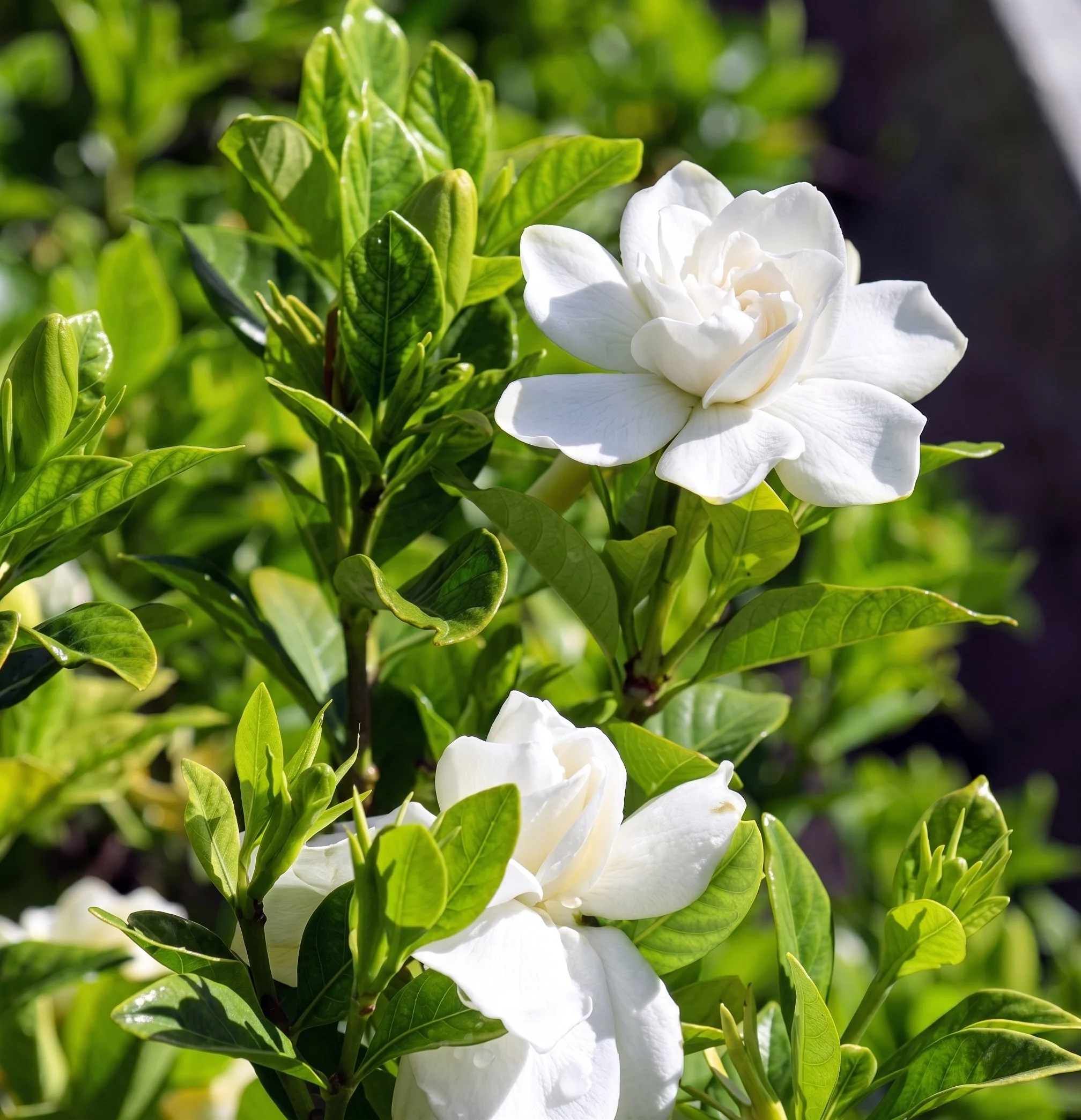 Gardenia_Florida_Blooms.jpg