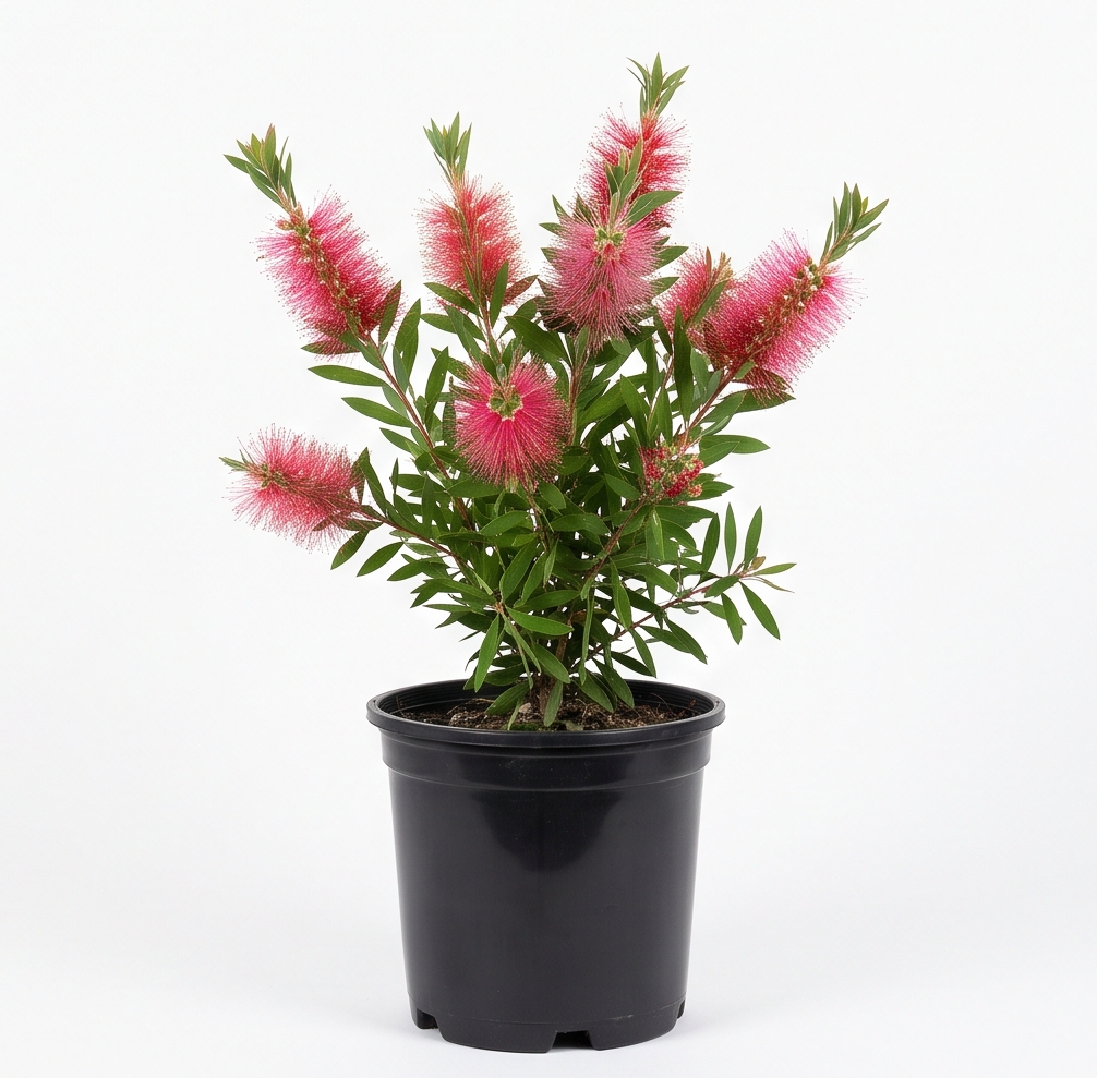 Callistemon 'Sweet Burst' (Small 140mm pot)