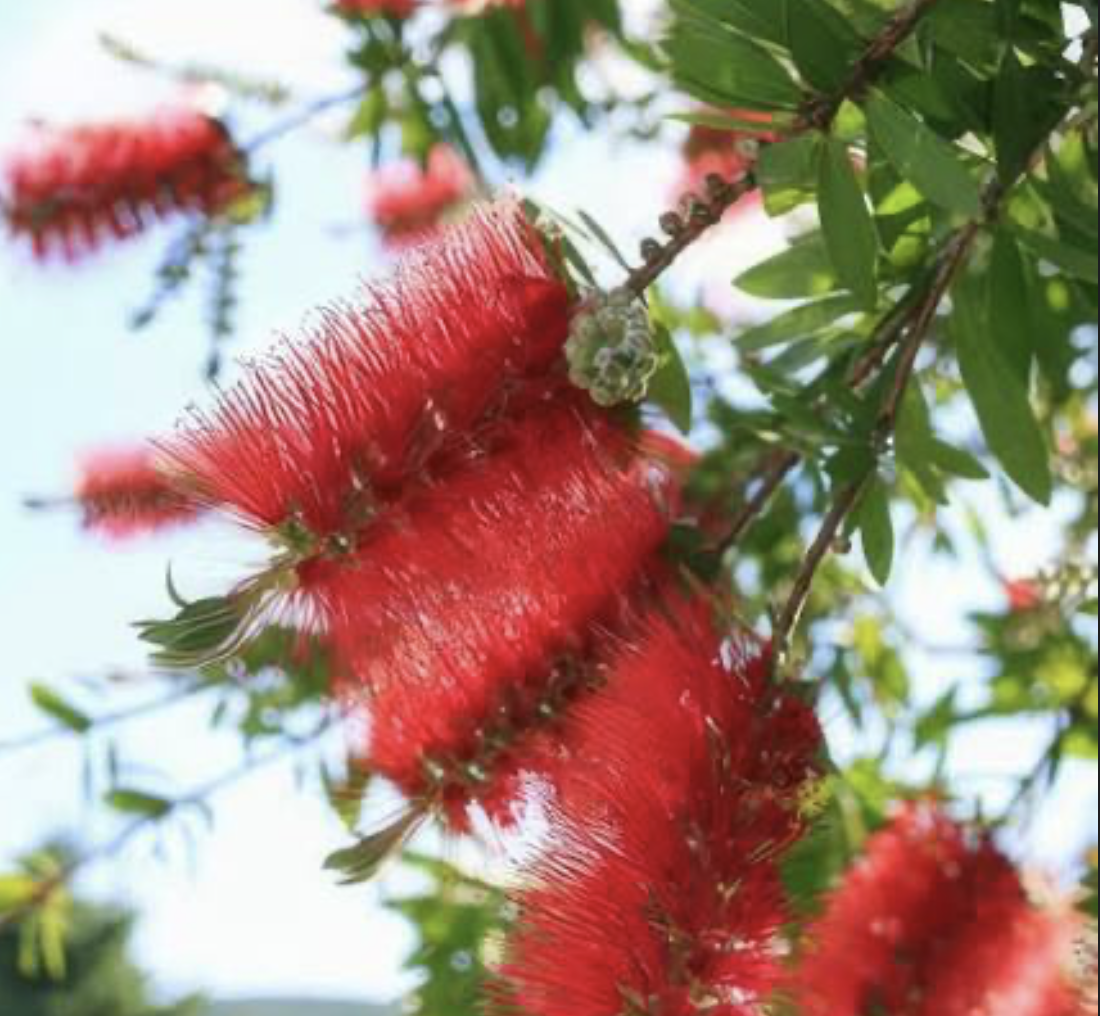 callistemon-captain-cook-flower