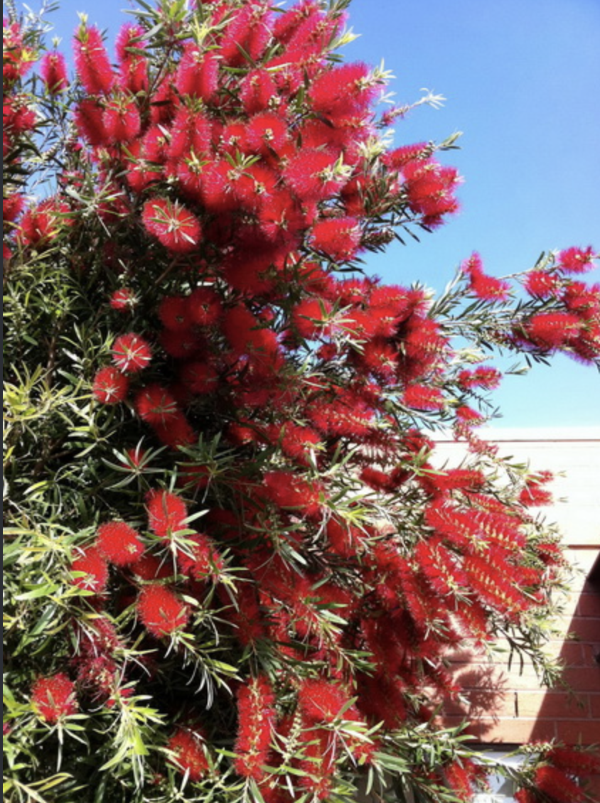callistemon-kings-park-special-flowering