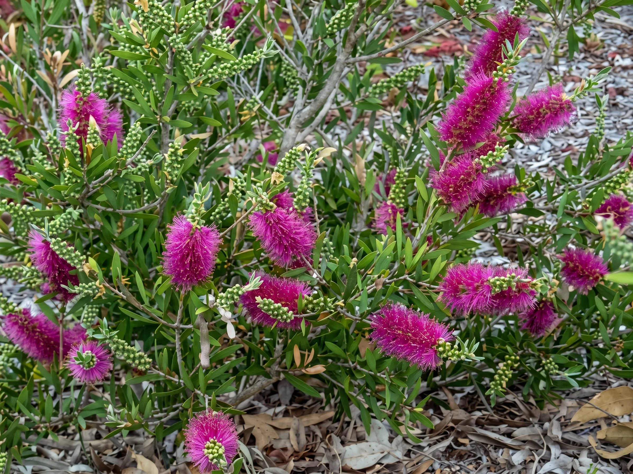 callistemon-mauve-mist-shrub
