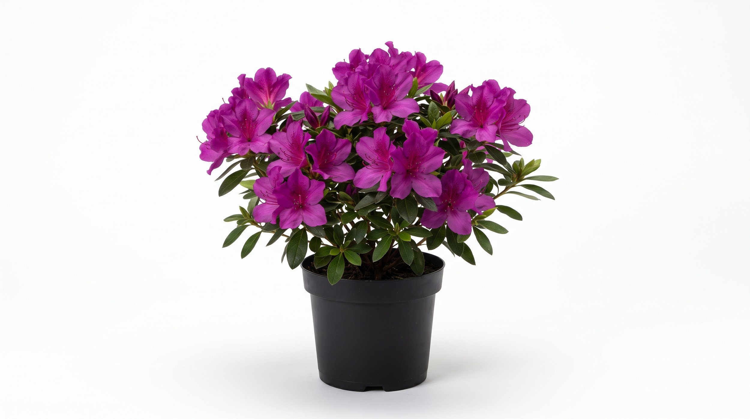Azalea Indica 'Magnifica' (Small 140mm pot)