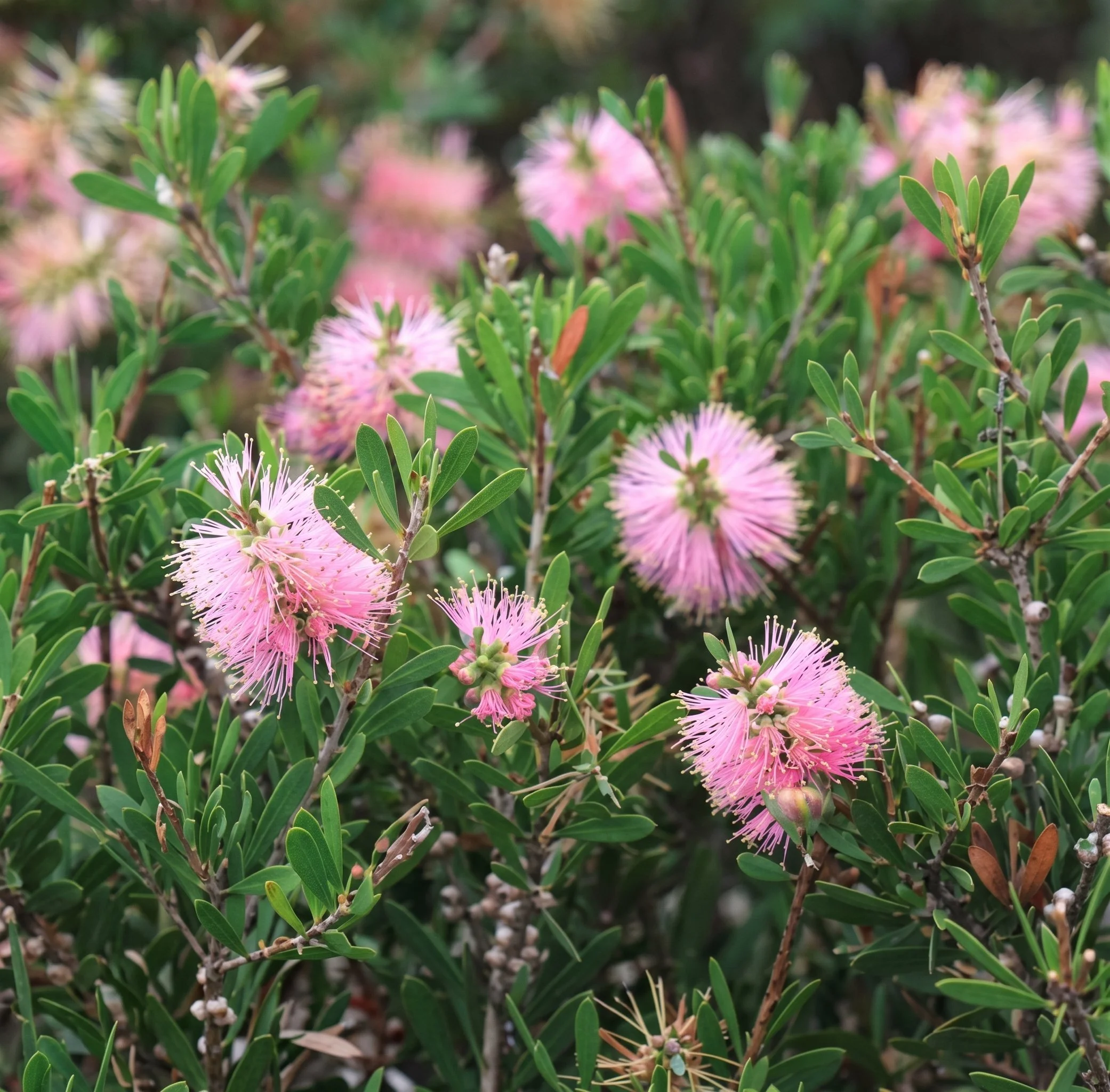 callistemon-sweet-burst-flowers