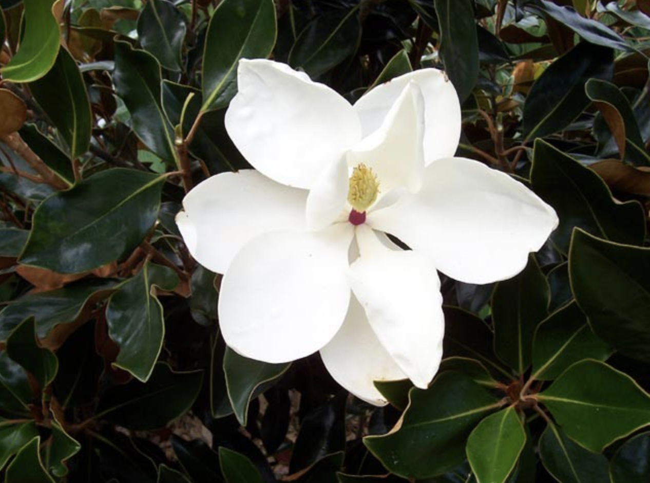 magnolia-littlegem-flower