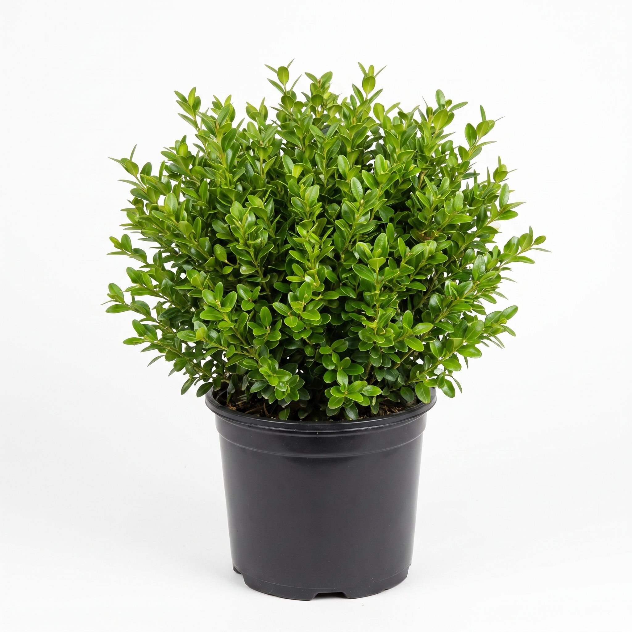 Buxus Suffruticosa 'Dutch Box'