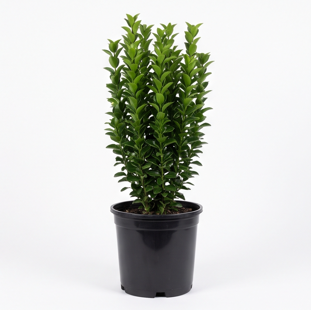 Euonymus japonicus 'Green Rocket'