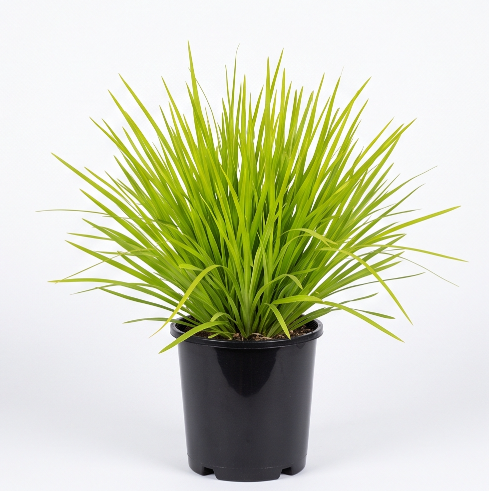 Lomandra longifolia 'Lime Tuff' (Small 140mm pot)