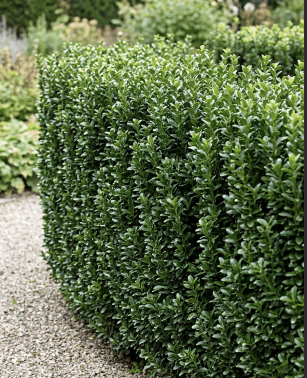 euonymus-japonicus-green-rocket-hedge