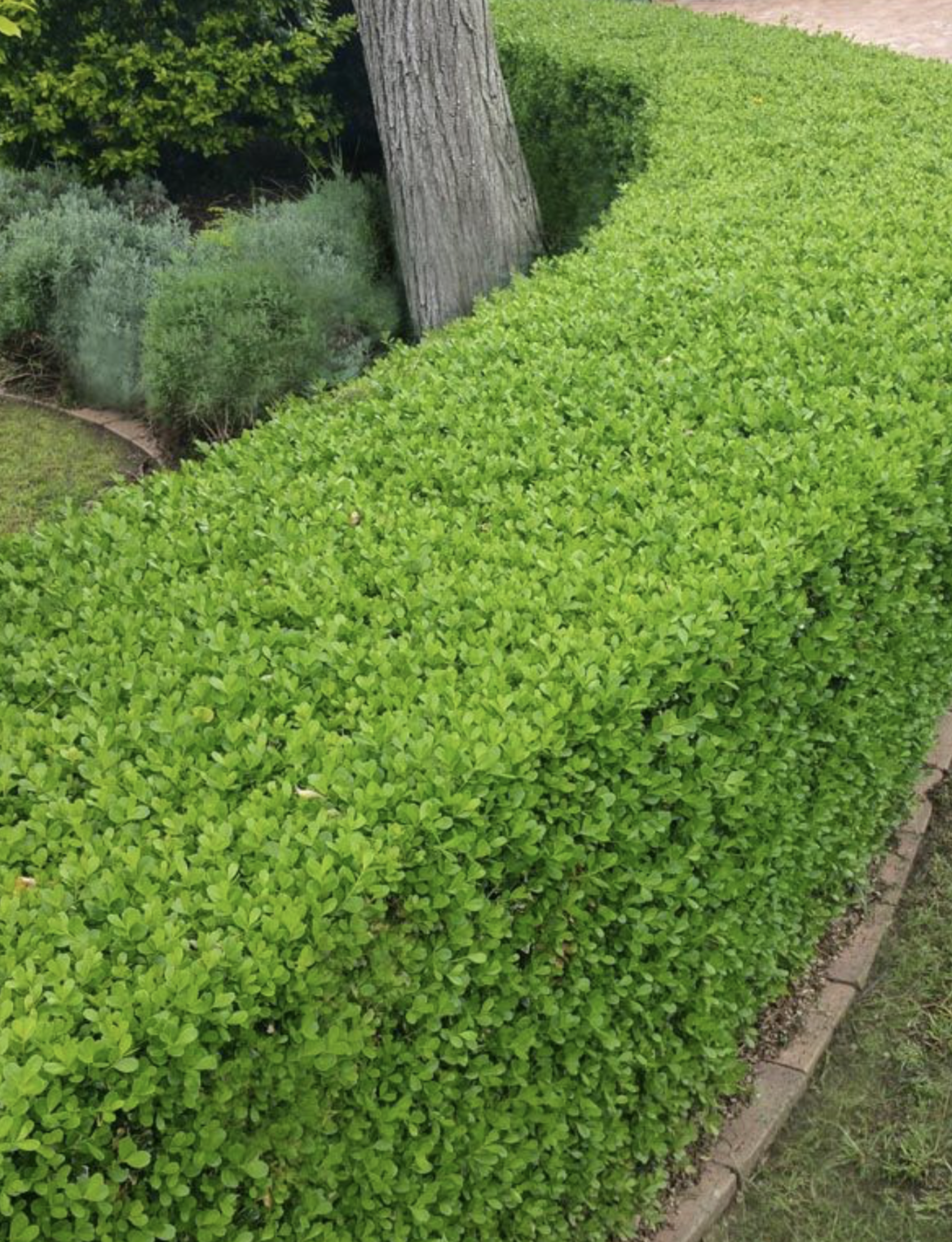 buxus-dutchbox-hedge