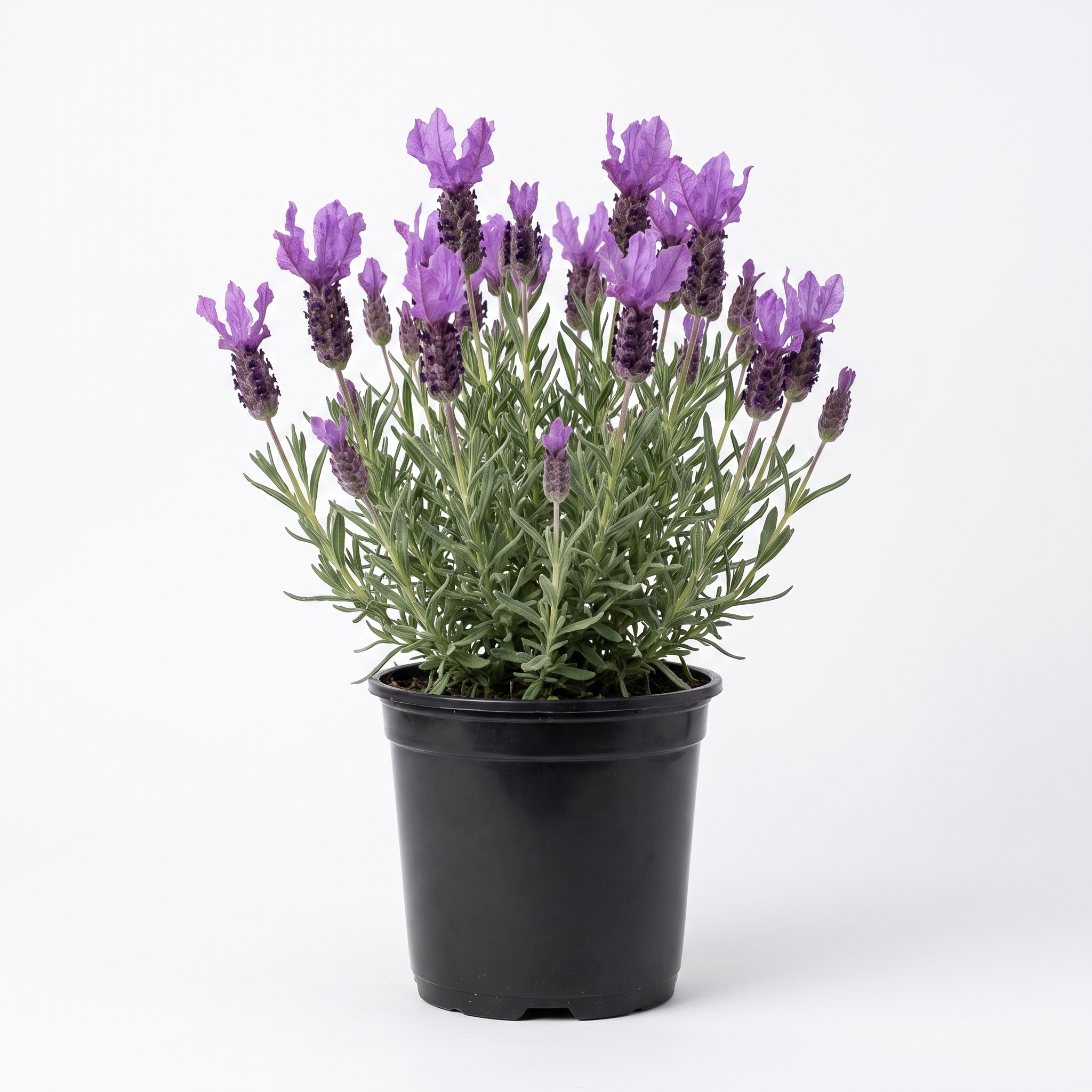 Lavandula stoechas 'The Queen'