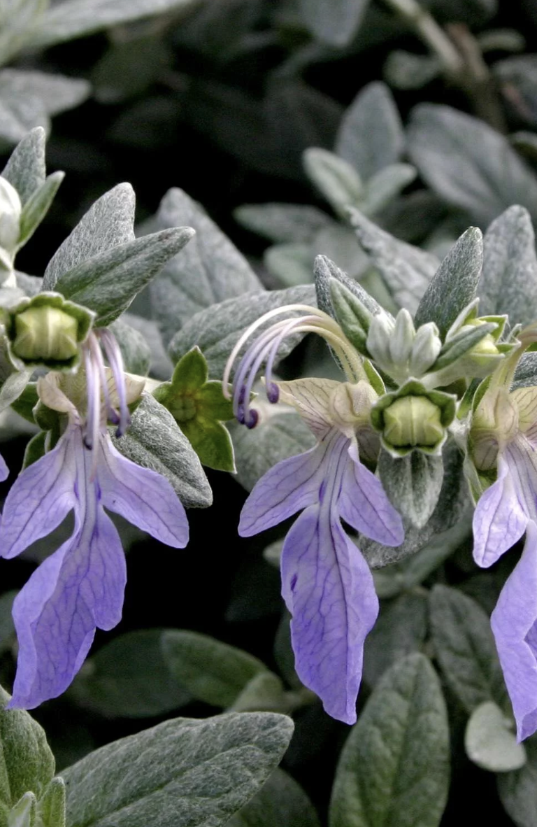 Teucrium_fruticans_flower.png