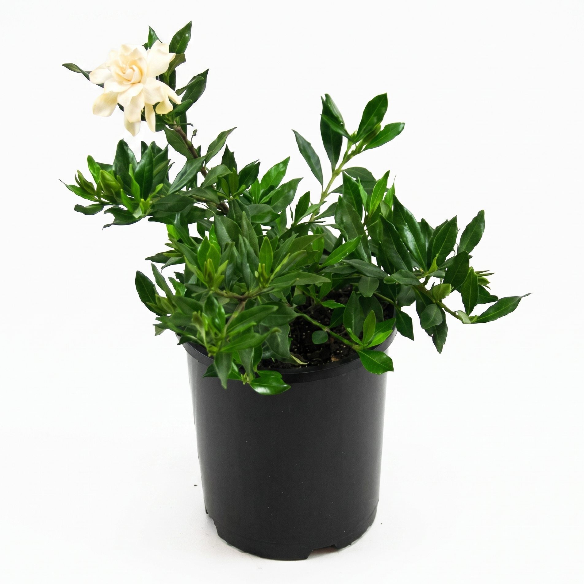 Gardenia 'Florida'