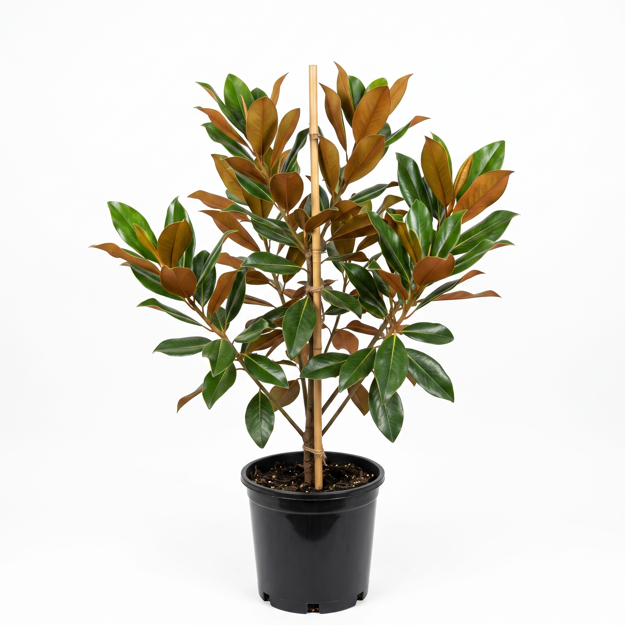 Magnolia Grandiflora 'Little Gem' (Large 300mm)