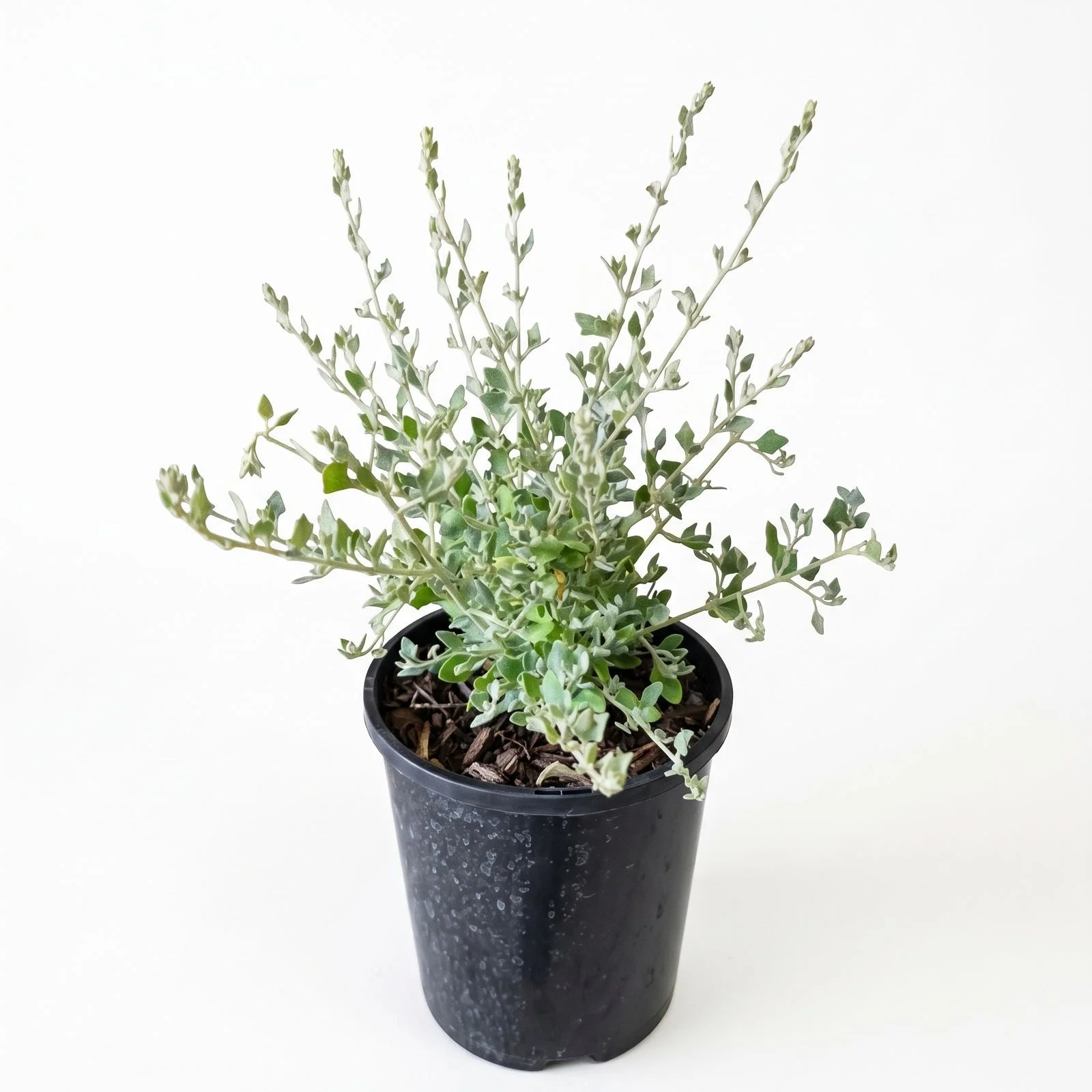 Rhagodia spinescens 'Creeping Saltbush' (Small 140mm pot)