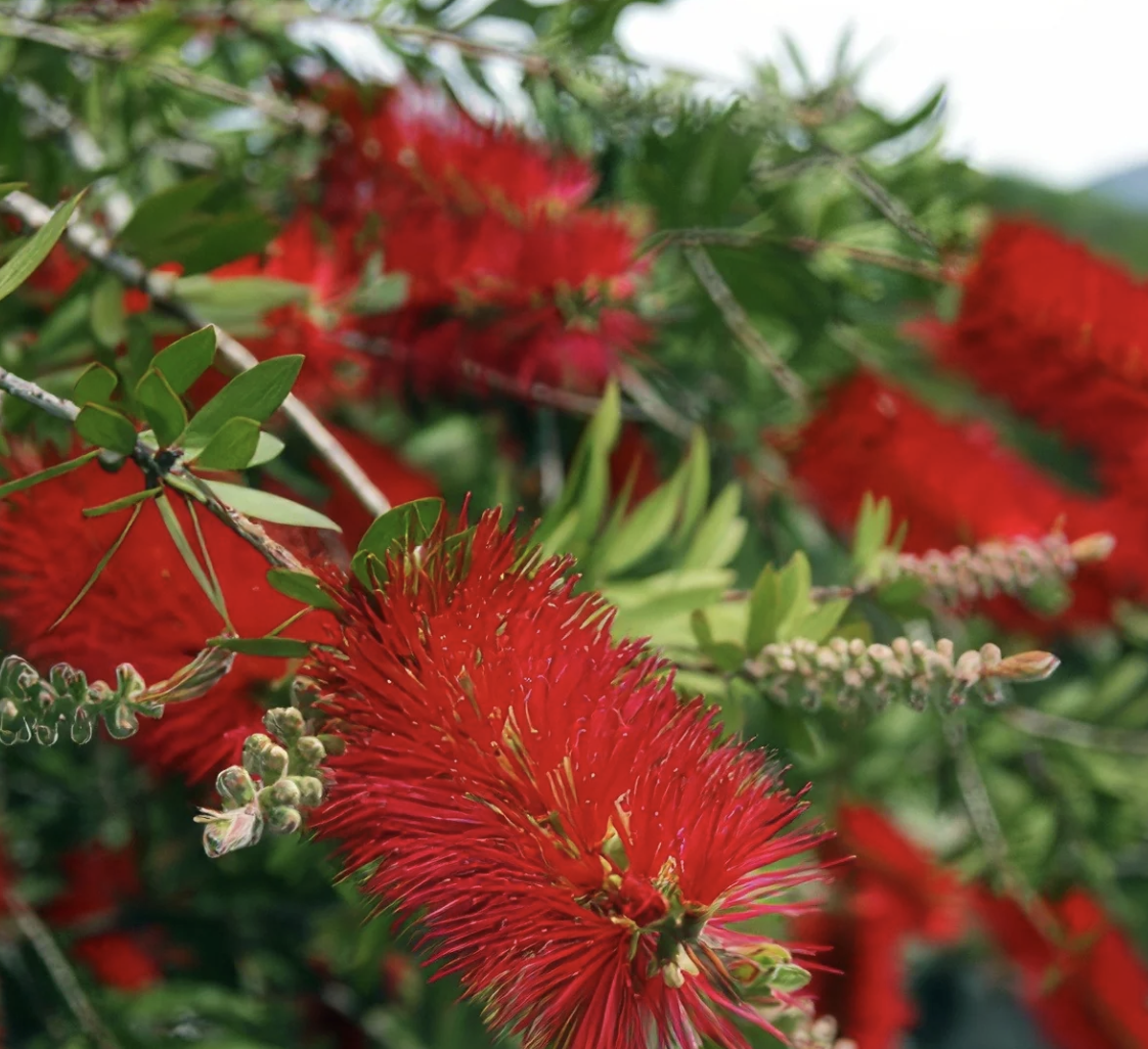 callistemon-kings-park-special-flower