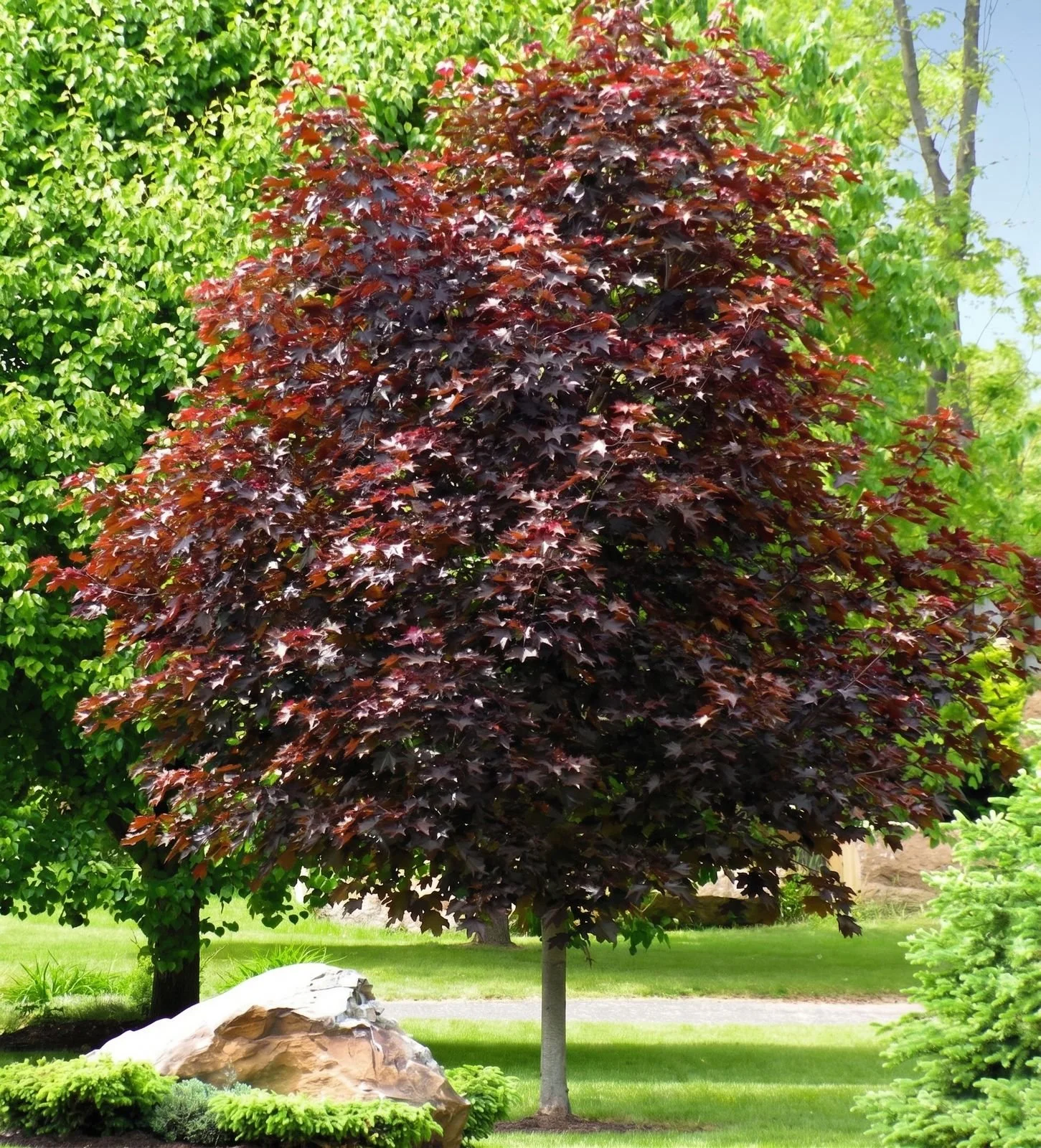 purple-maple-garden.jpg