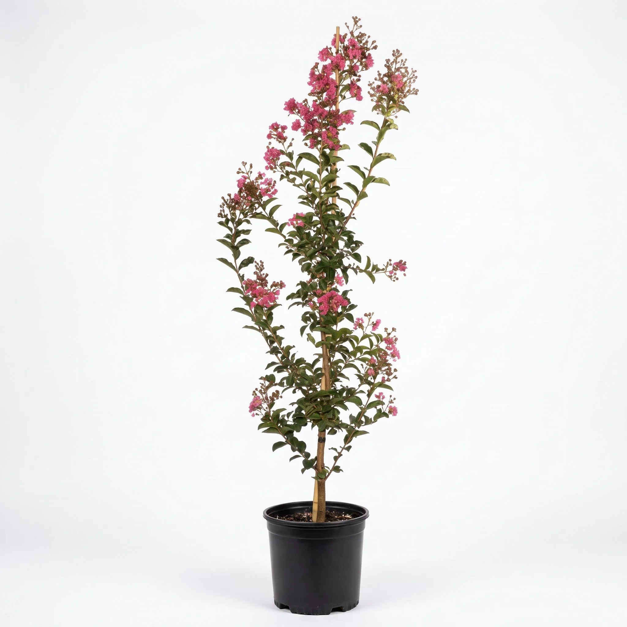 Crepe Myrtle 'Tuscarora' (Large 330mm pot)