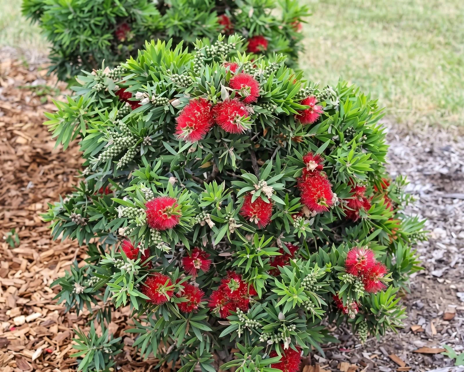 callistemon-little-john-garden.jpg