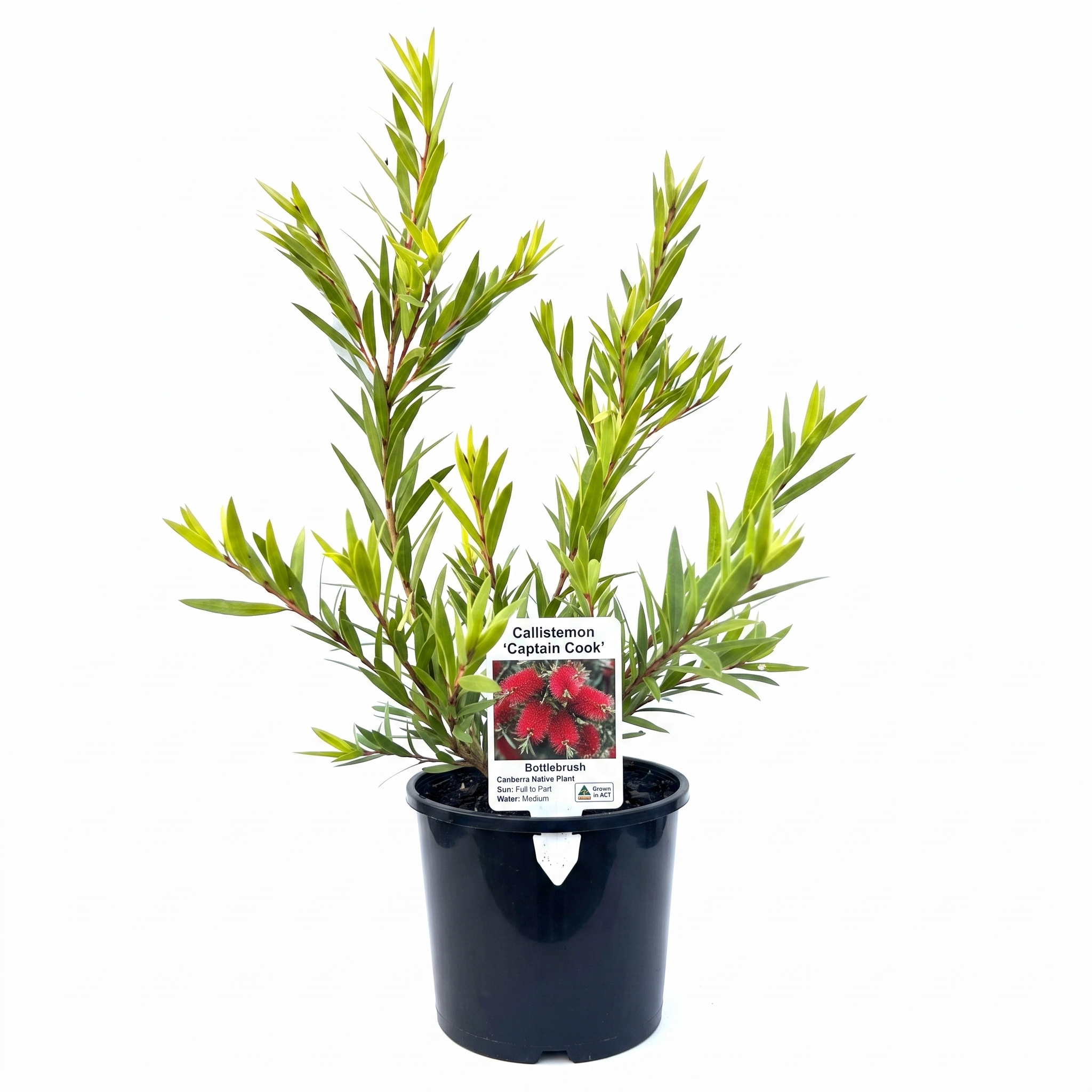Callistemon 'Captain Cook' (Small 140mm pot)