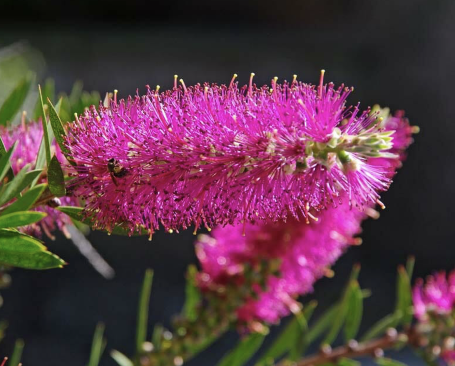 callistemon-mauve-mist-flower