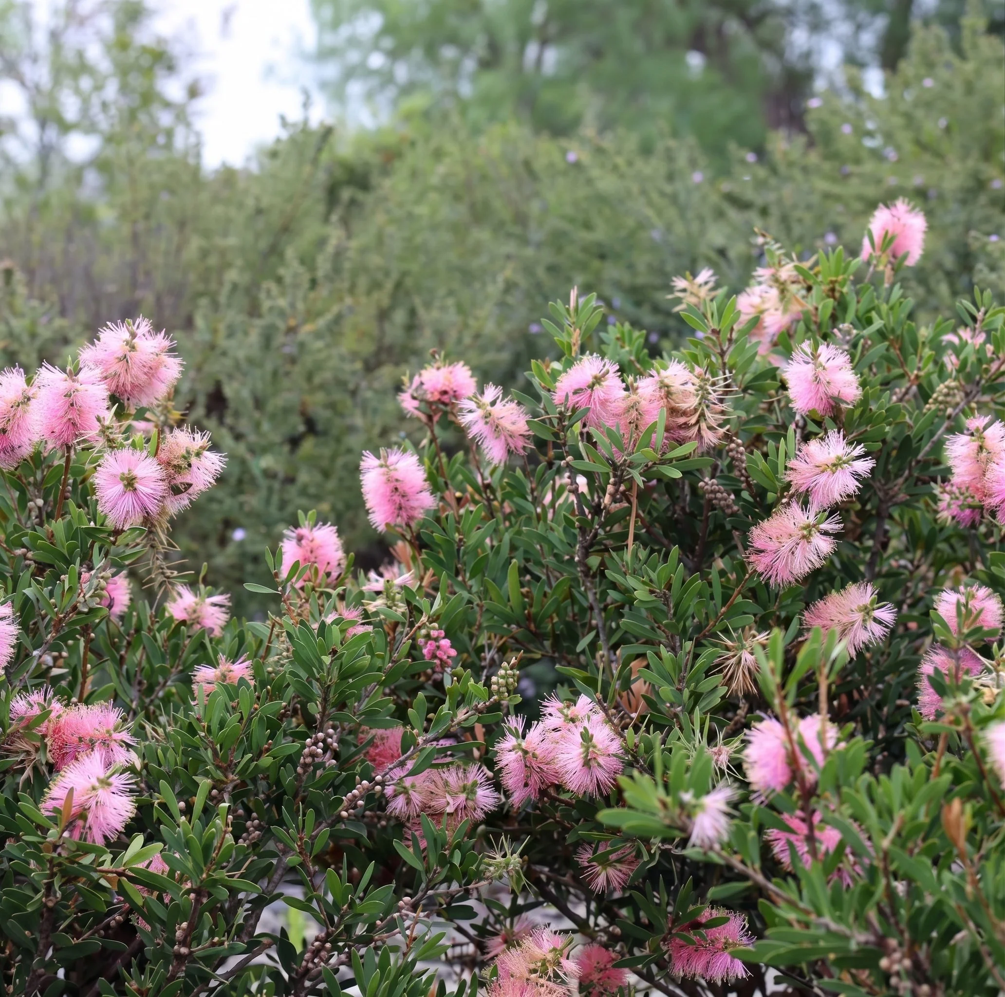 callistemon-sweet-burst-shrub