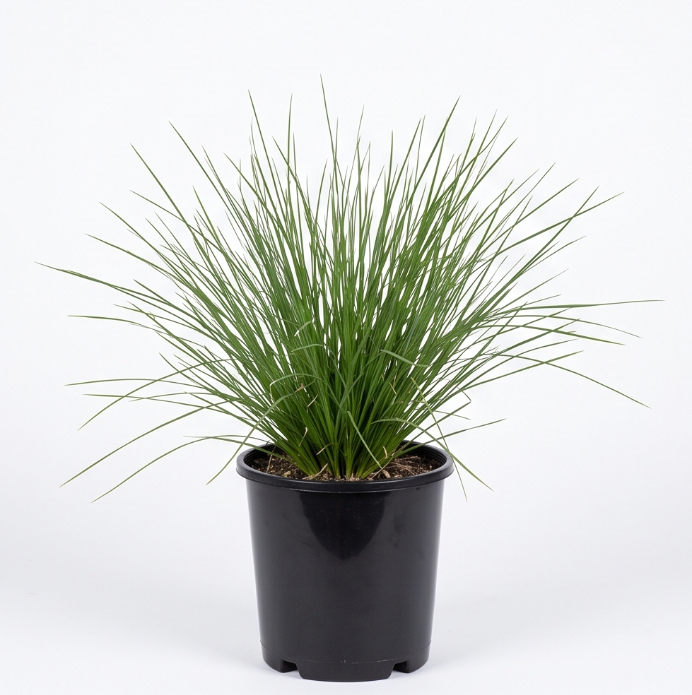 Lomandra fluviatilis 'Shara' (Small 140mm pot)