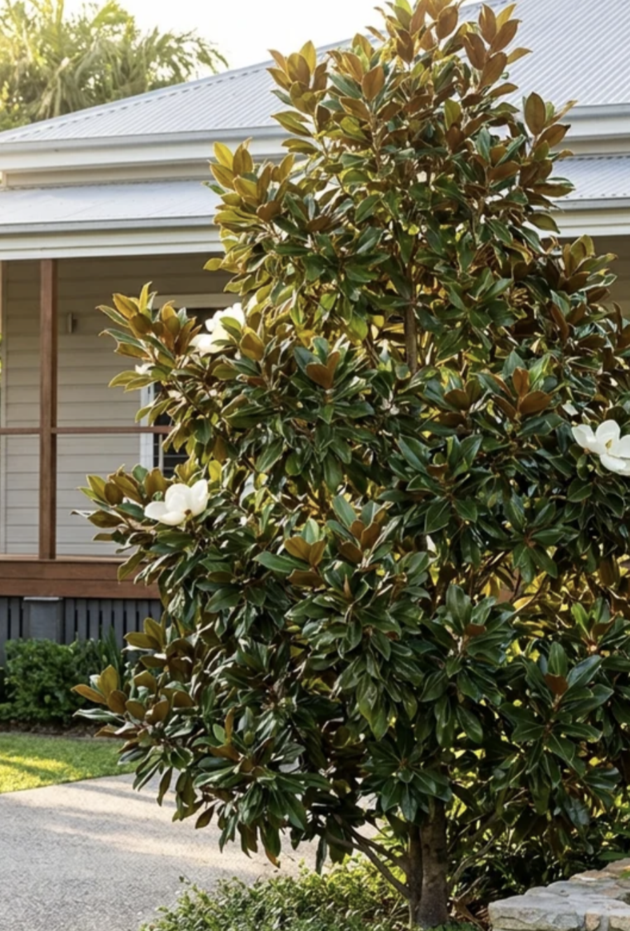 magnolia-littlegem-tree-large