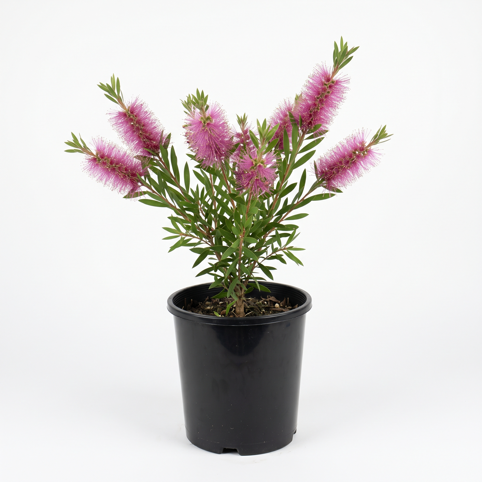 Callistemon 'Mauve Mist' Bottlebrush (Small 140mm pot)