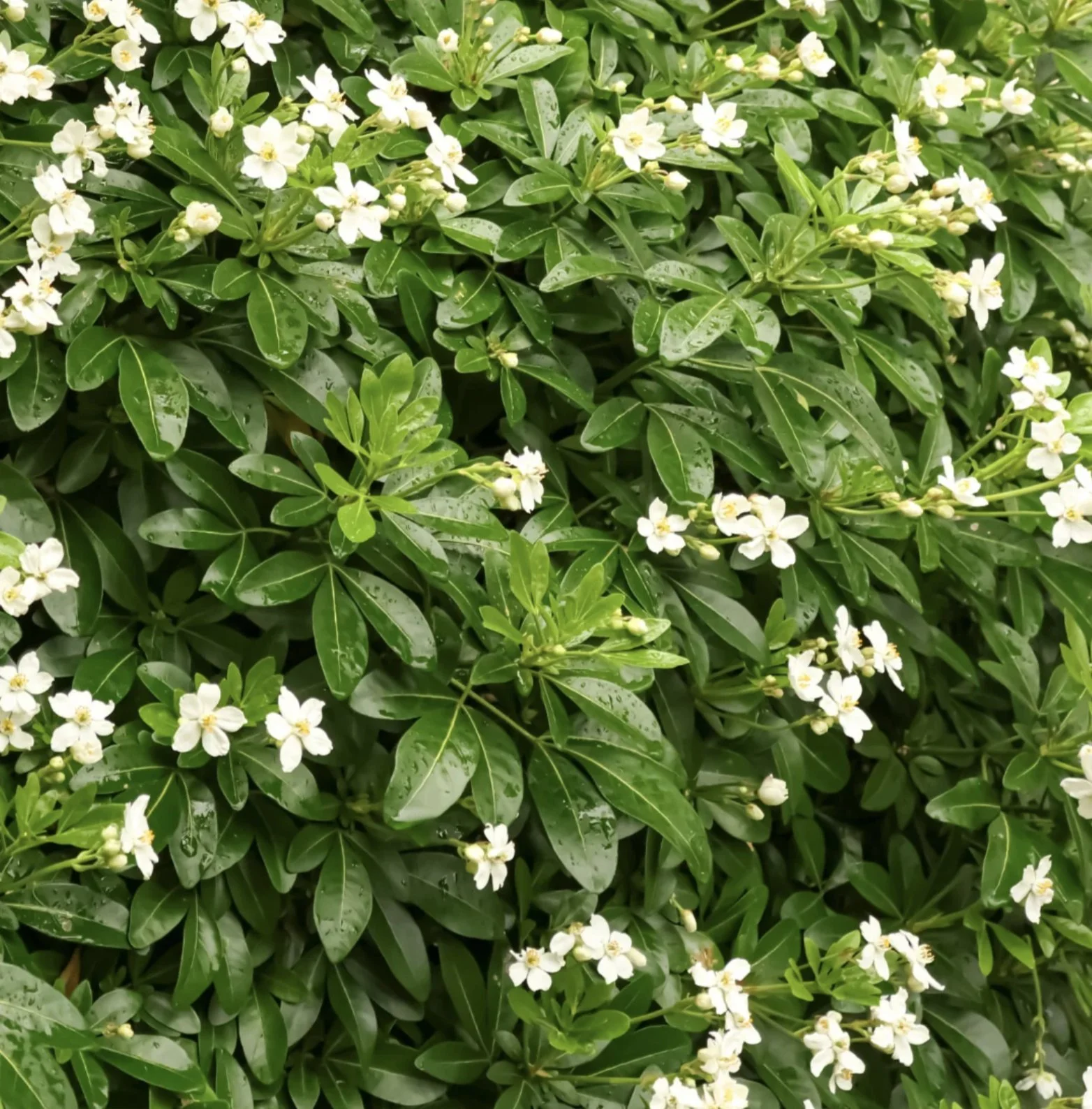 Mexican-orange-blossom-leaves.jpg