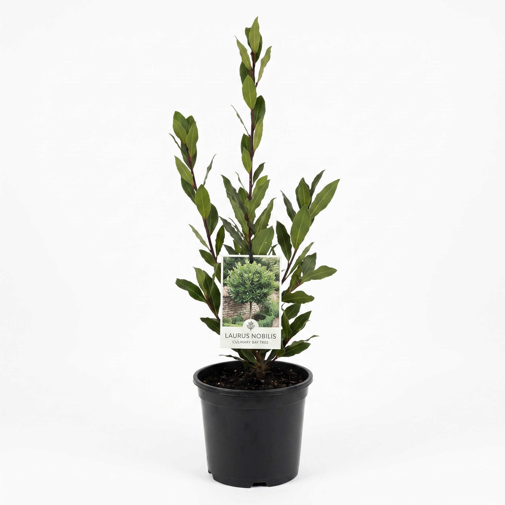 Laurus Nobilis Bayleaf