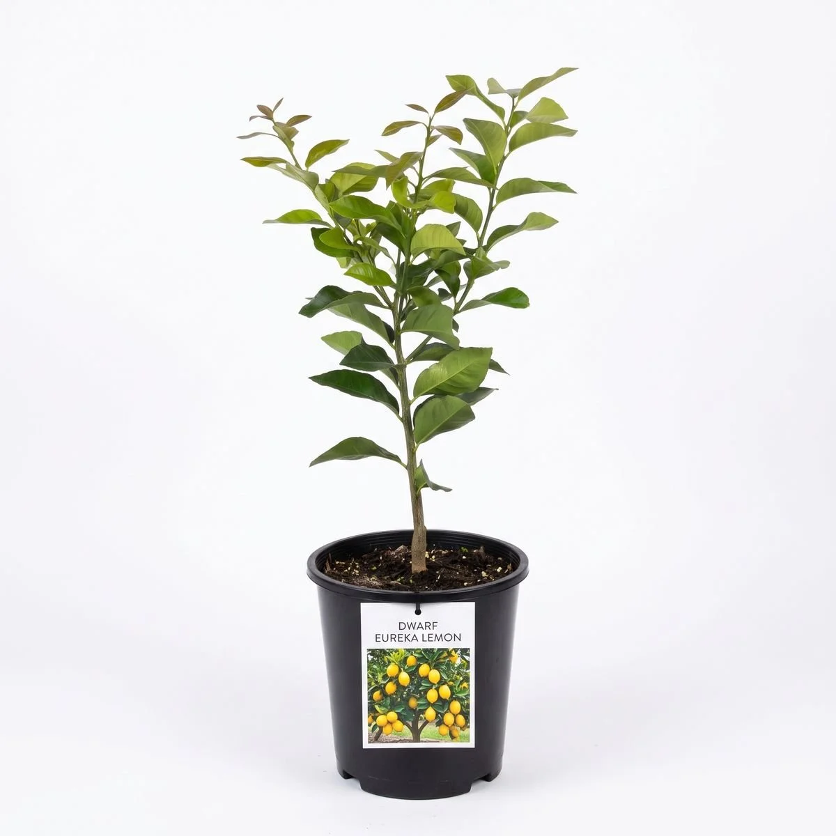 dwarf-eureka-lemon-tree-200mm