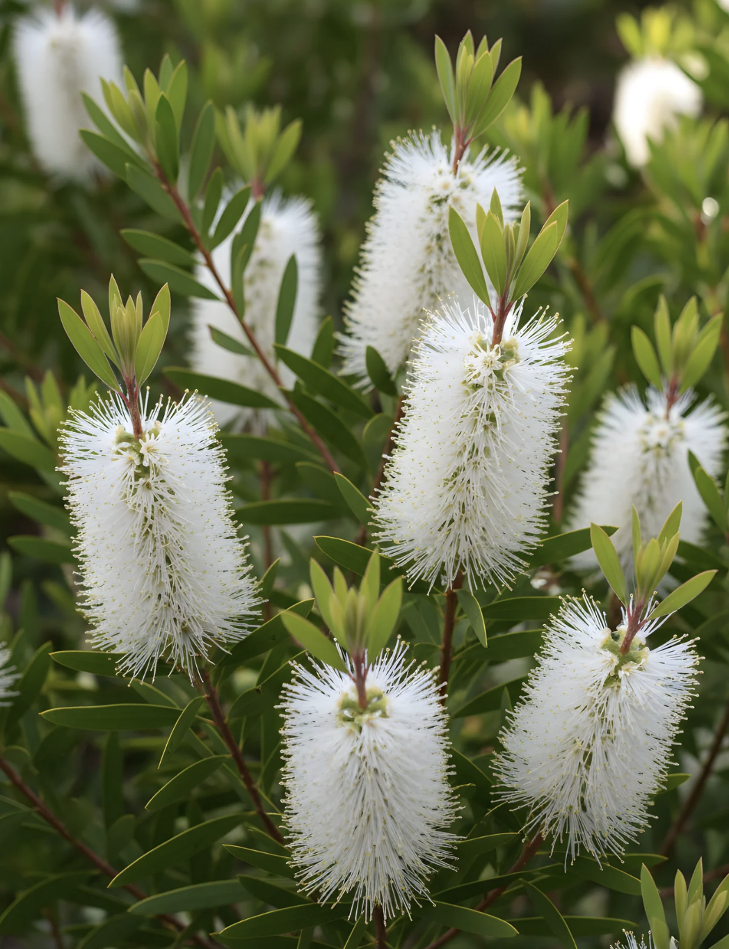 Callistemon-flower.png