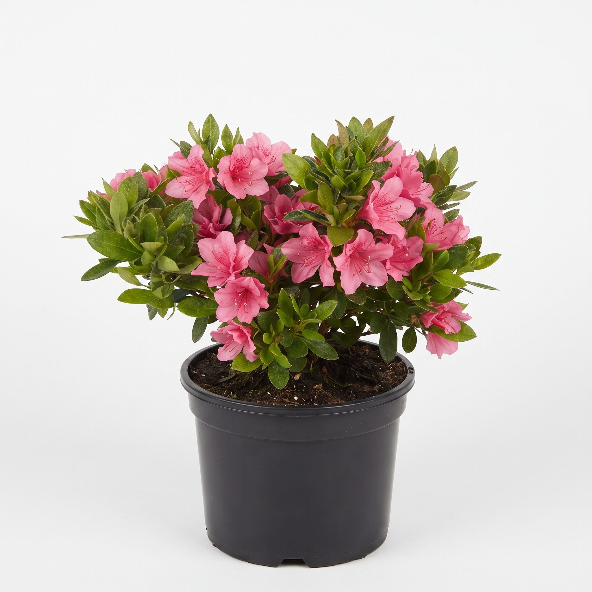 Azalea Kurume Kirin (Small 140mm pot)