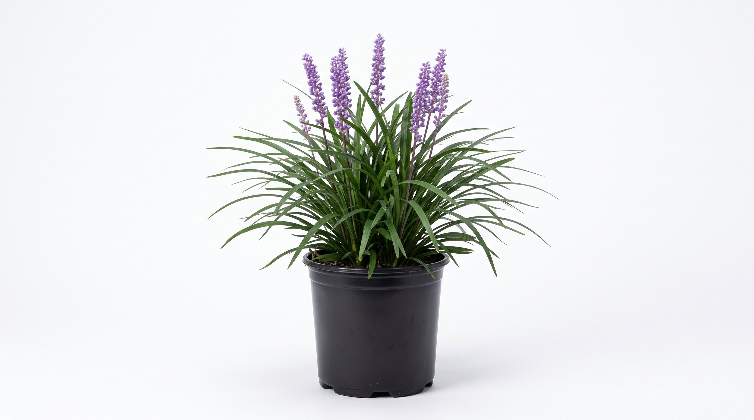 Liriope 'Just Right' (Small 140mm)