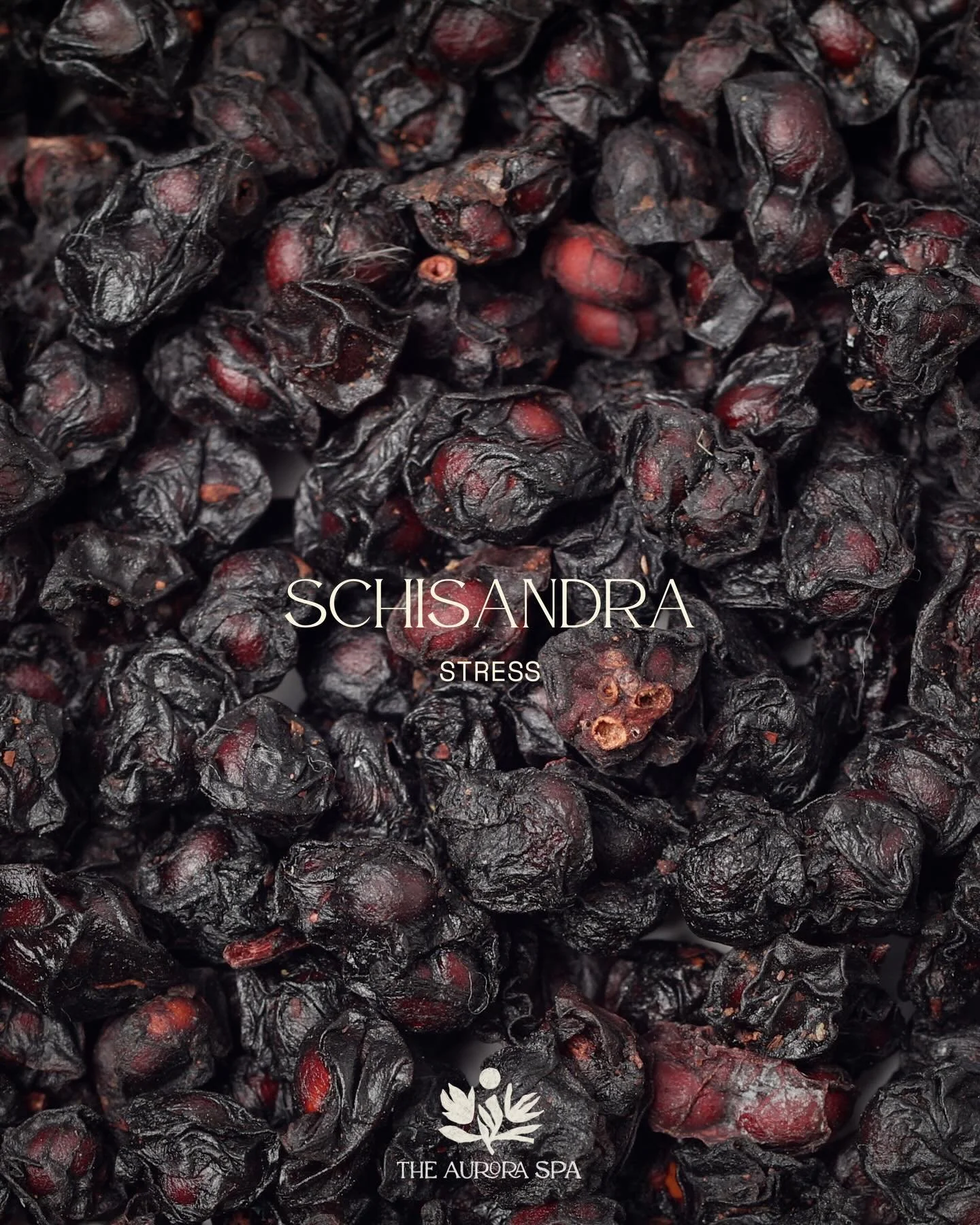 Schisandra &mdash; For Stress

A plant that strengthens the body from the inside out&mdash;helping stress become manageable rather than overwhelming. 🌿

Schisandra is an adaptogenic botanical celebrated for its ability to help the body adapt to stre