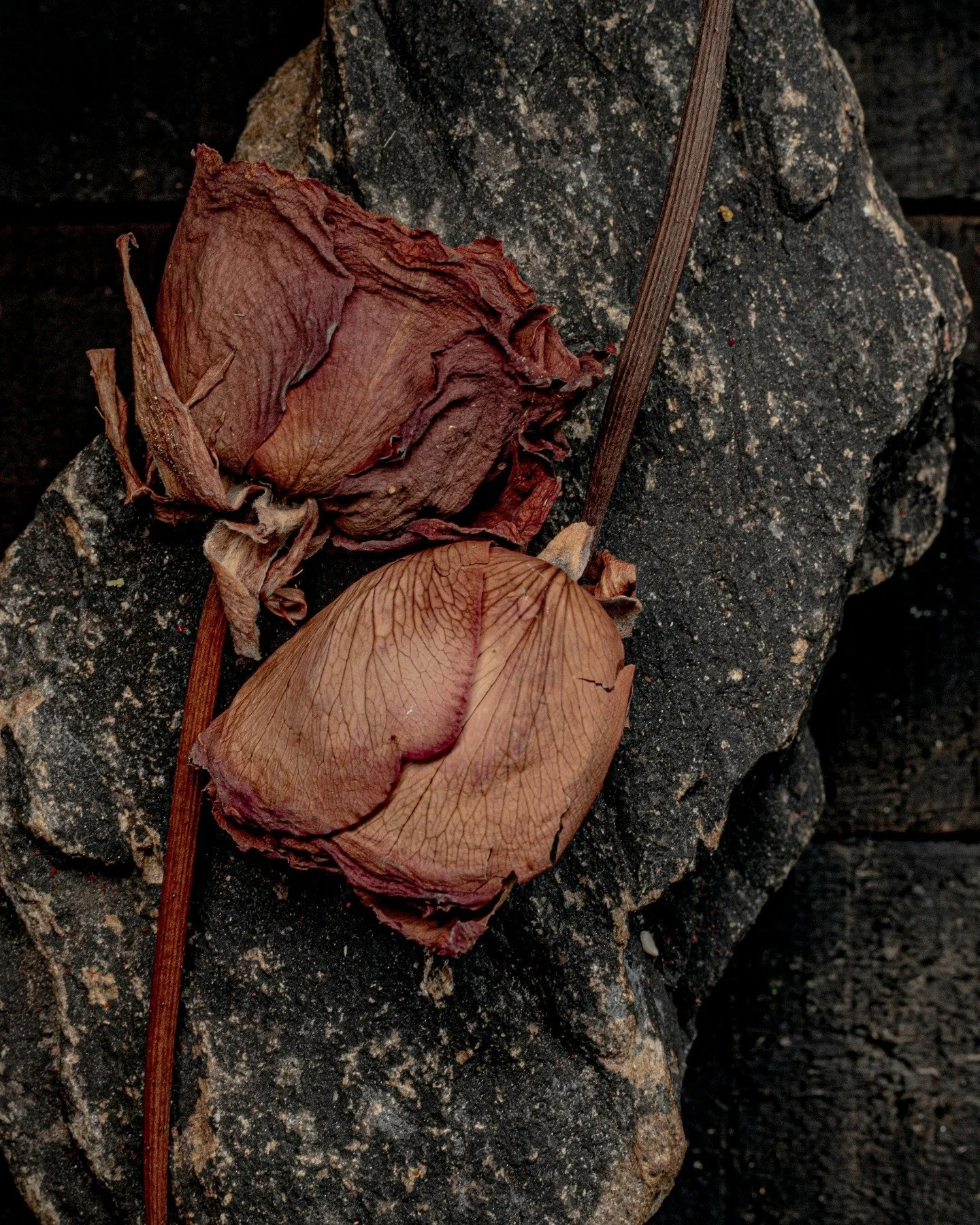 Our Botanical Oil Guide

Book your schedule today and experience the calming embrace of Rose Massage at Aurora Spa.

Through slow, grounding touch and rose-infused botanicals, the body begins to soften, leaving you feeling lighter, steadier, and deep