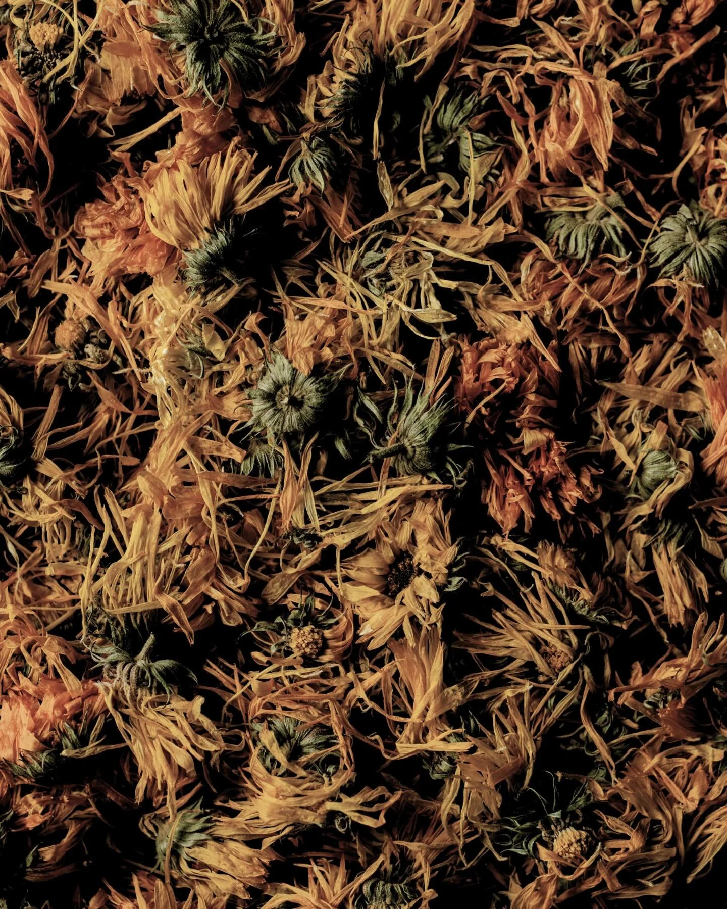 Our Botanical Oil Guide

Rich in skin-loving compounds, Calendula supports barrier function, microcirculation, and long-term skin health. Ideal for sensitive, reactive, or environmentally stressed skin, each massage combines therapeutic touch with bo