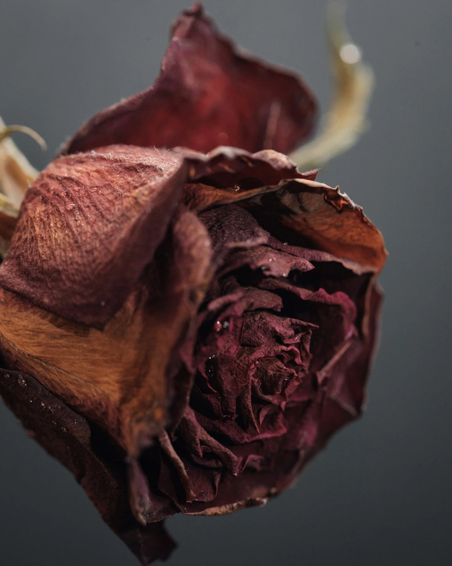 Our Rose massage is long revered for their ability to calm the nervous system and gently uplift the emotional state. As warm oils are worked into the skin through slow, intentional strokes, areas of tension begin to release, allowing the body to sett