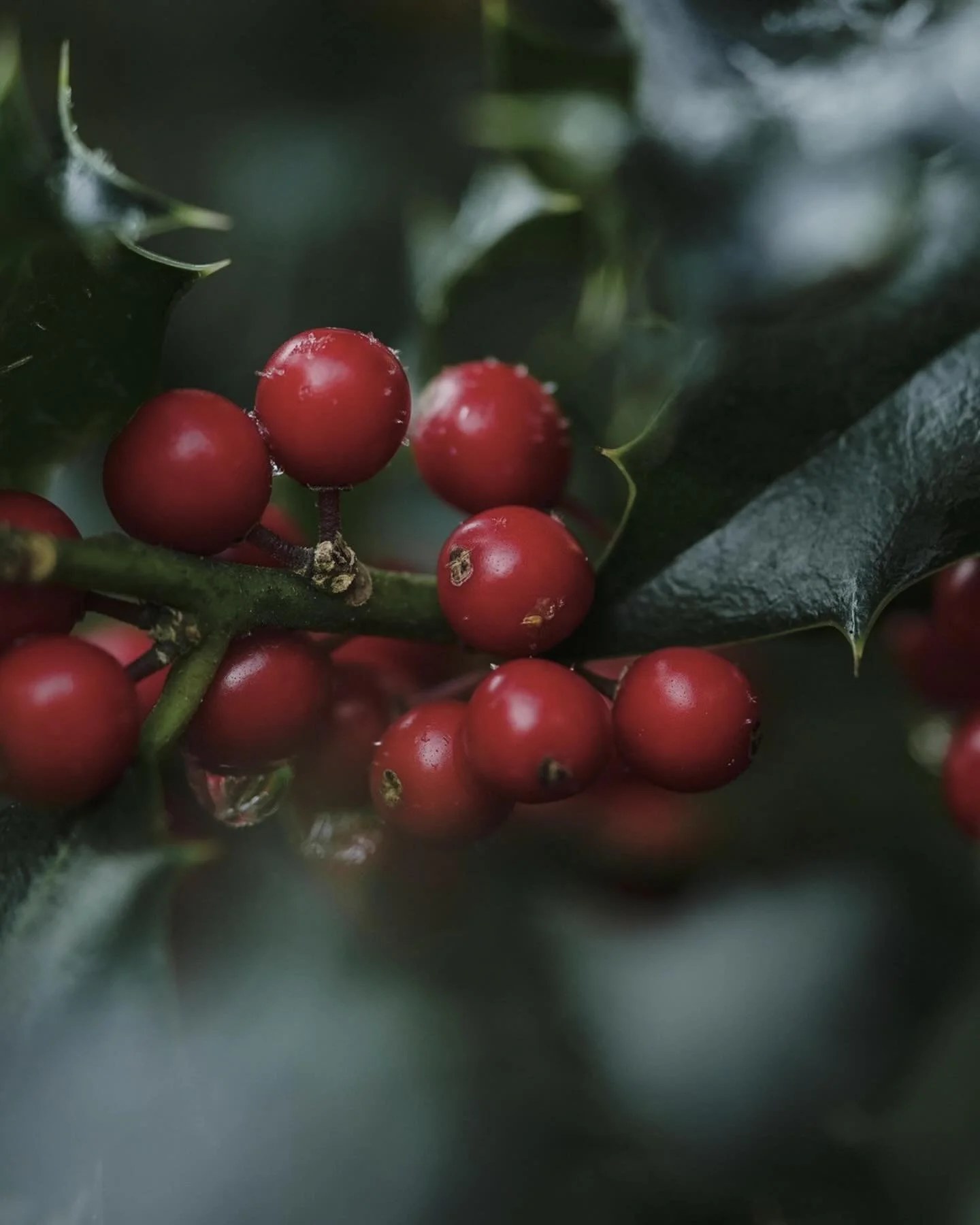 When stress lingers, the body seeks balance.

Schisandra is an adaptogenic botanical that supports the body&rsquo;s ability to regulate and respond to stress. By aiding nervous system function, it helps maintain mental clarity, stabilize energy level