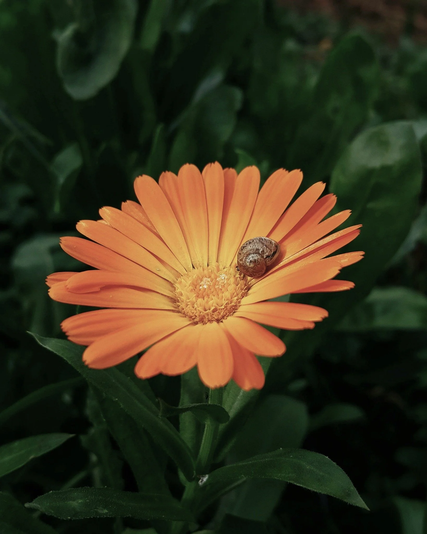 Our Botanical Oil Guide

Calendula Massage &mdash; For Skin 🌼

A targeted treatment designed to support skin integrity through both botanical bioactivity and therapeutic touch.

Calendula-infused oil is rich in flavonoids, triterpenoids, and caroten