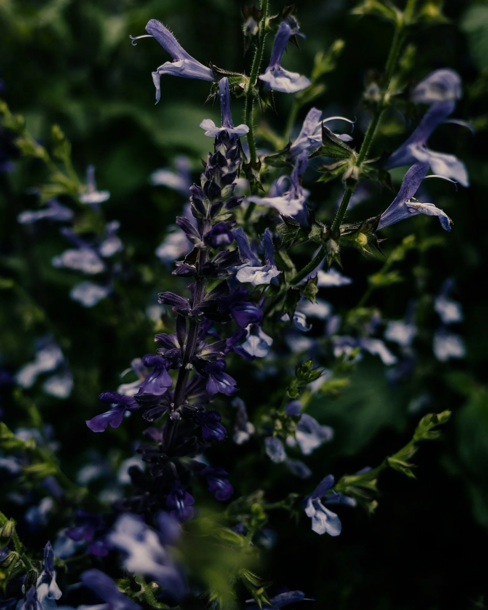 Skullcap &mdash; For Anxiety 🌿

A botanical designed to support nervous system regulation without sedation. Skullcap contains flavonoids such as baicalin, known to modulate GABA activity, helping reduce neural excitability, ease restlessness, and su