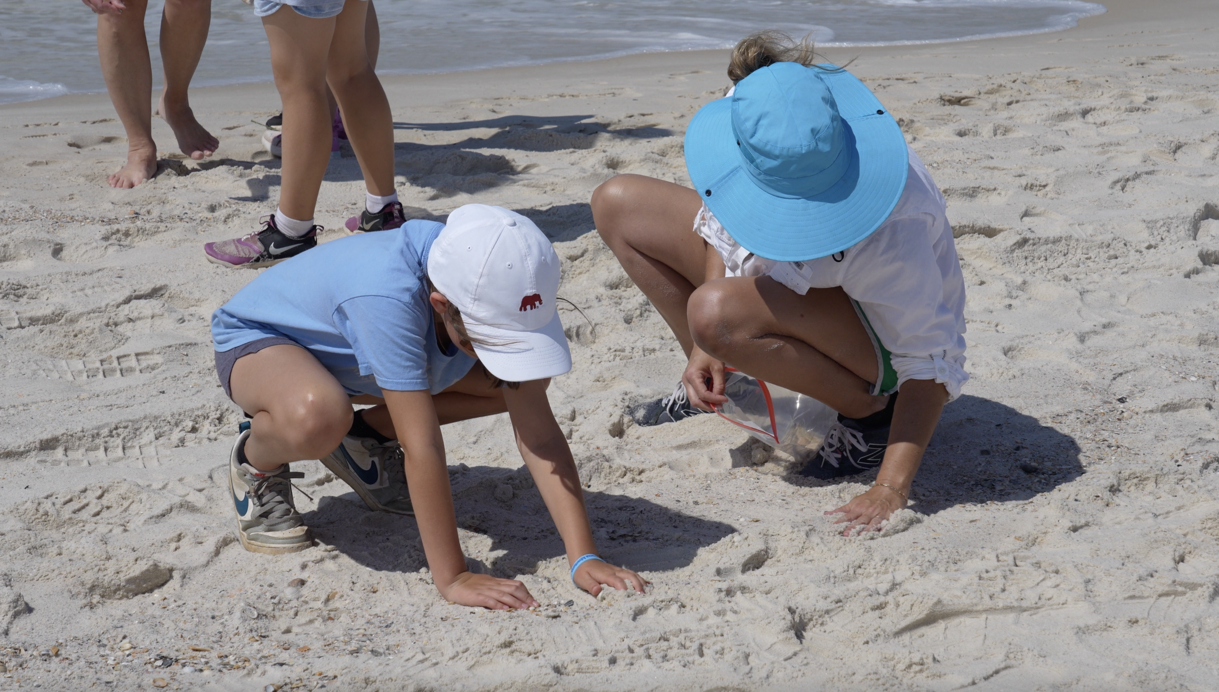 Marine Life Your Group Will Discover: A Complete Guide to Safe Learning at Gulf Shores Beach Retreat