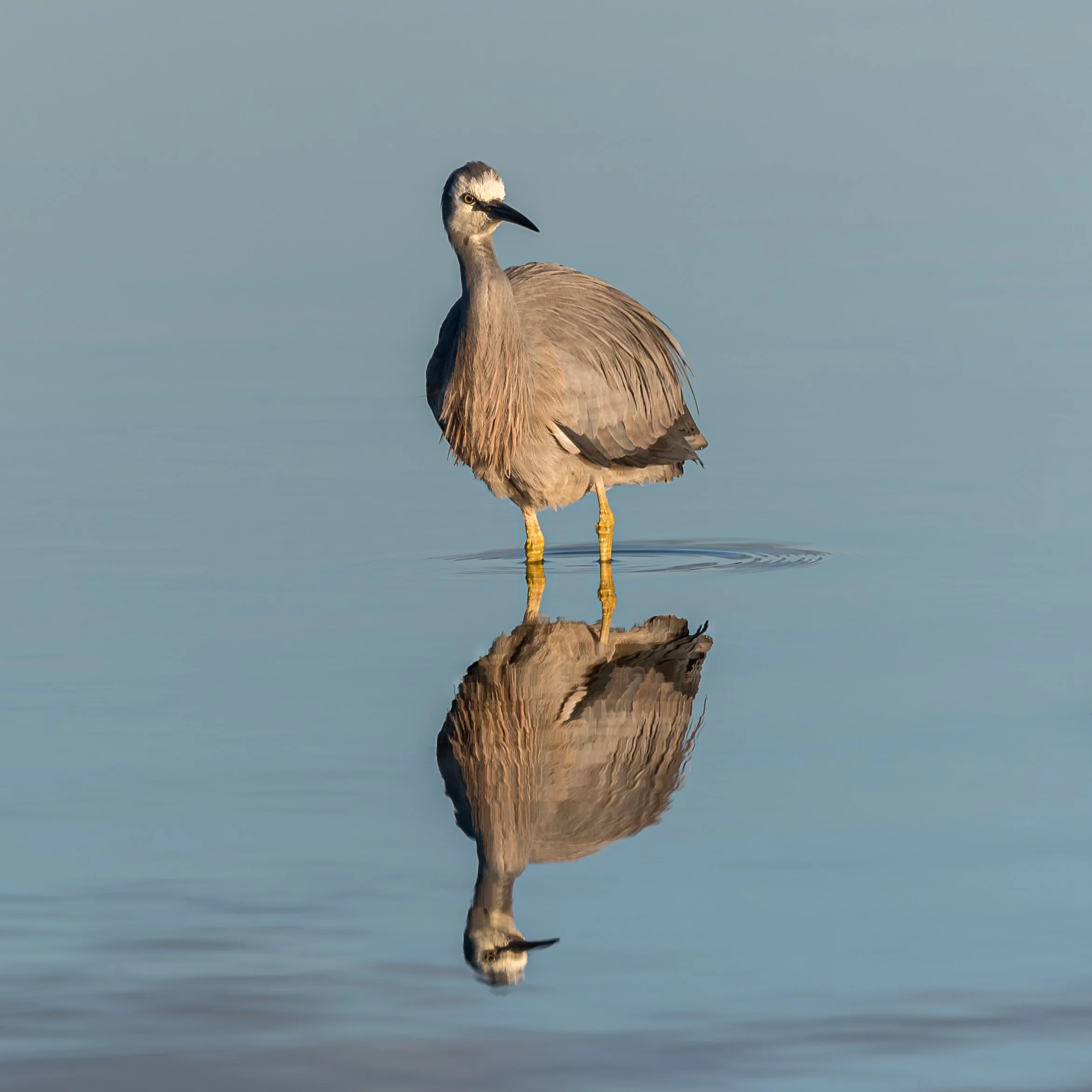Nature White-faced heron in Pauatahanui Inlet_.jpg