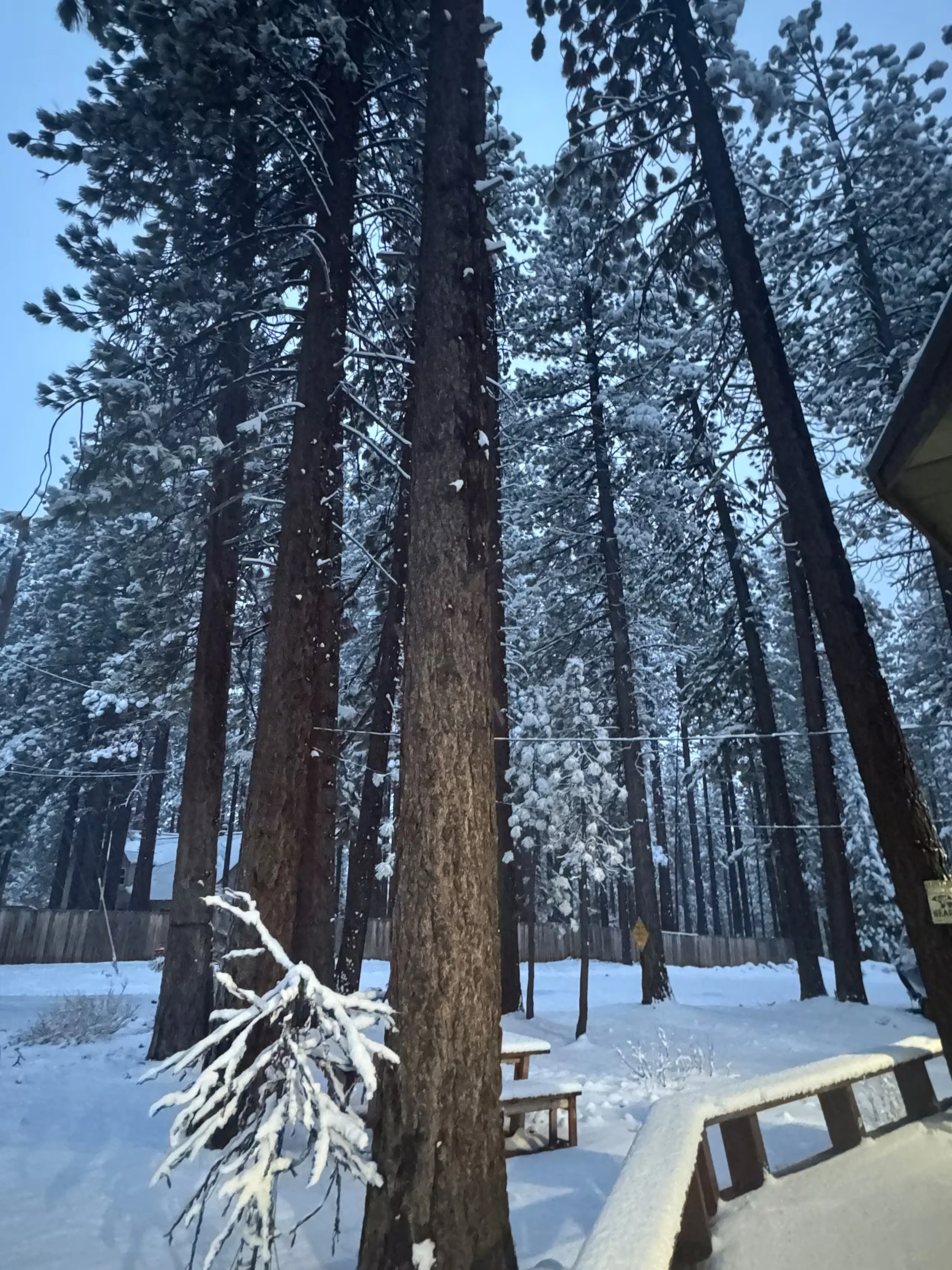 Snowy pines outside a South Lake Tahoe vacation rental