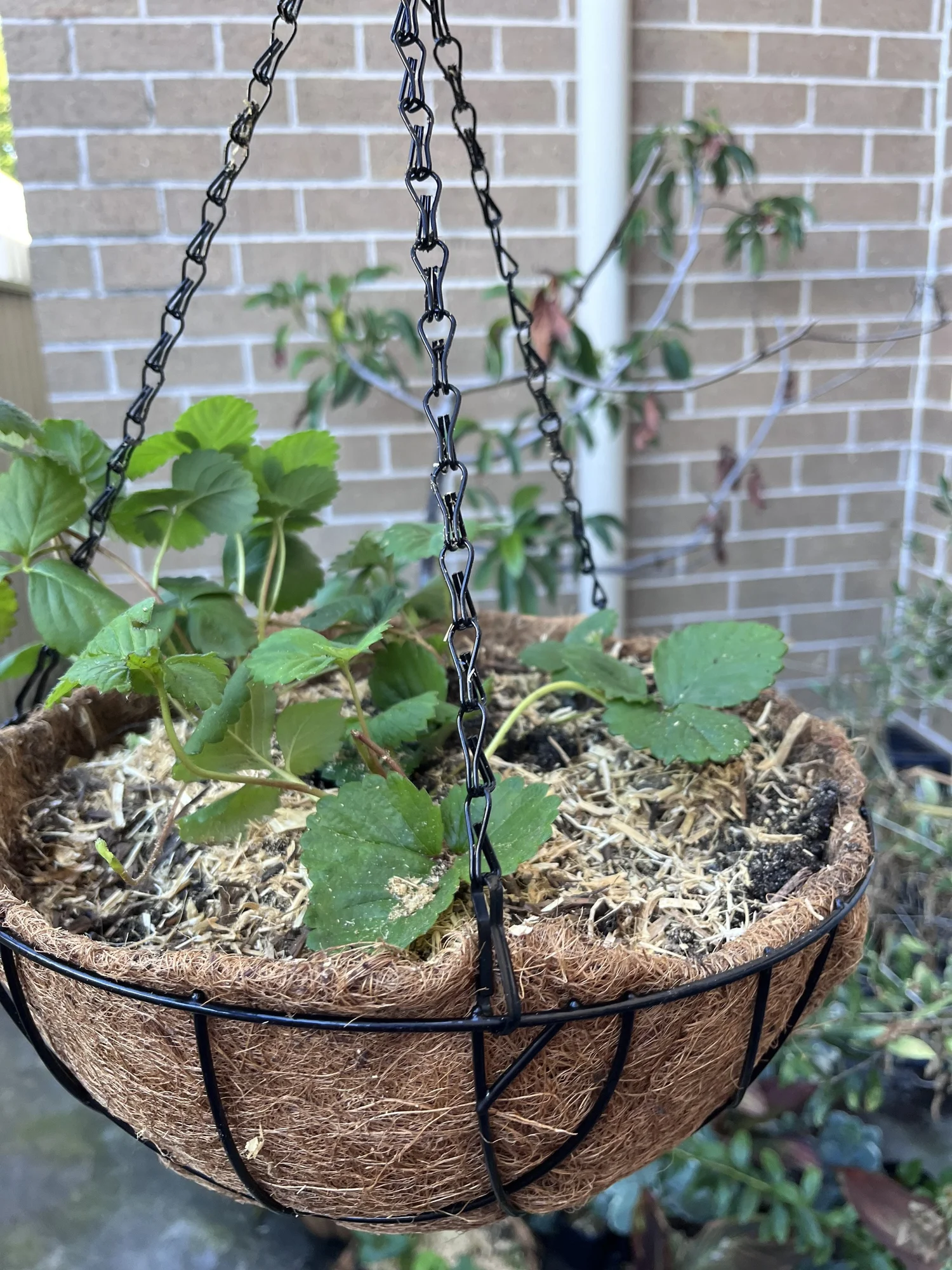 money plant in a pot Buy Money Plant Green in Self Watering Pot- Unlimited Greens   unlimitedgreens