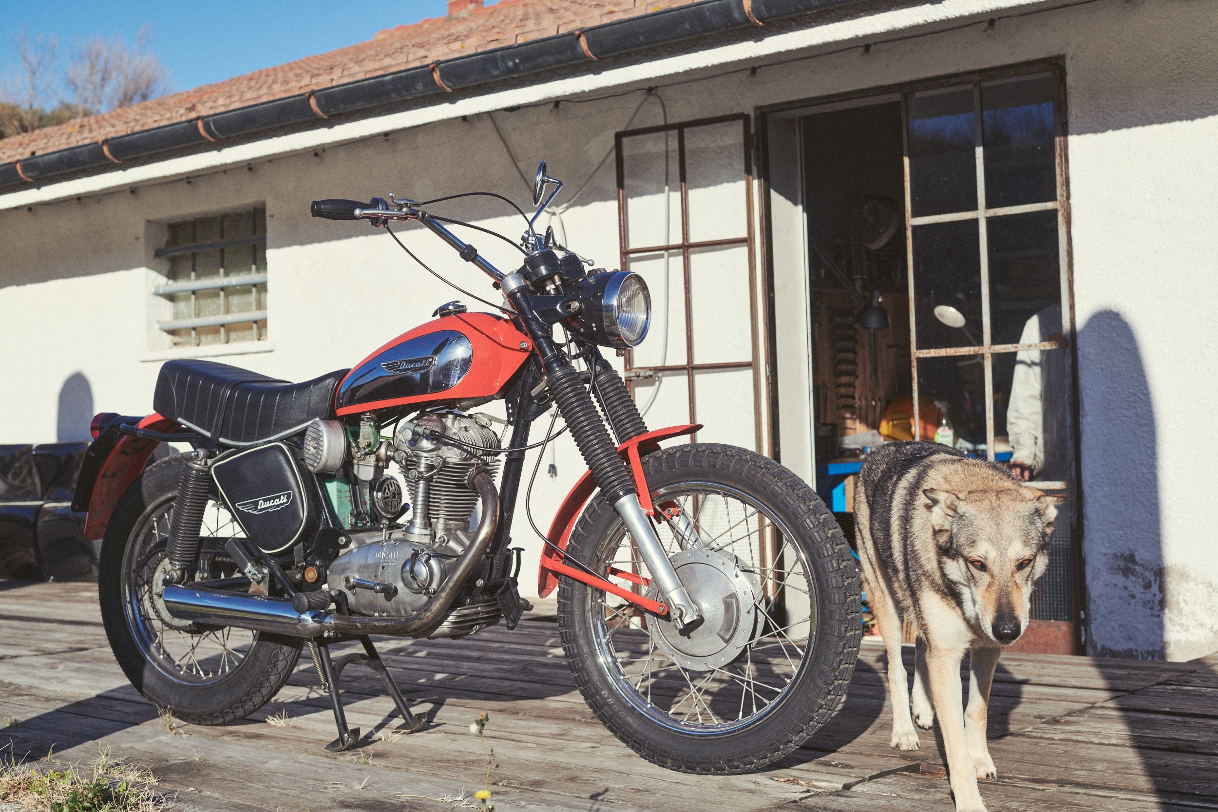 Mia the wolfdog and the Ducati