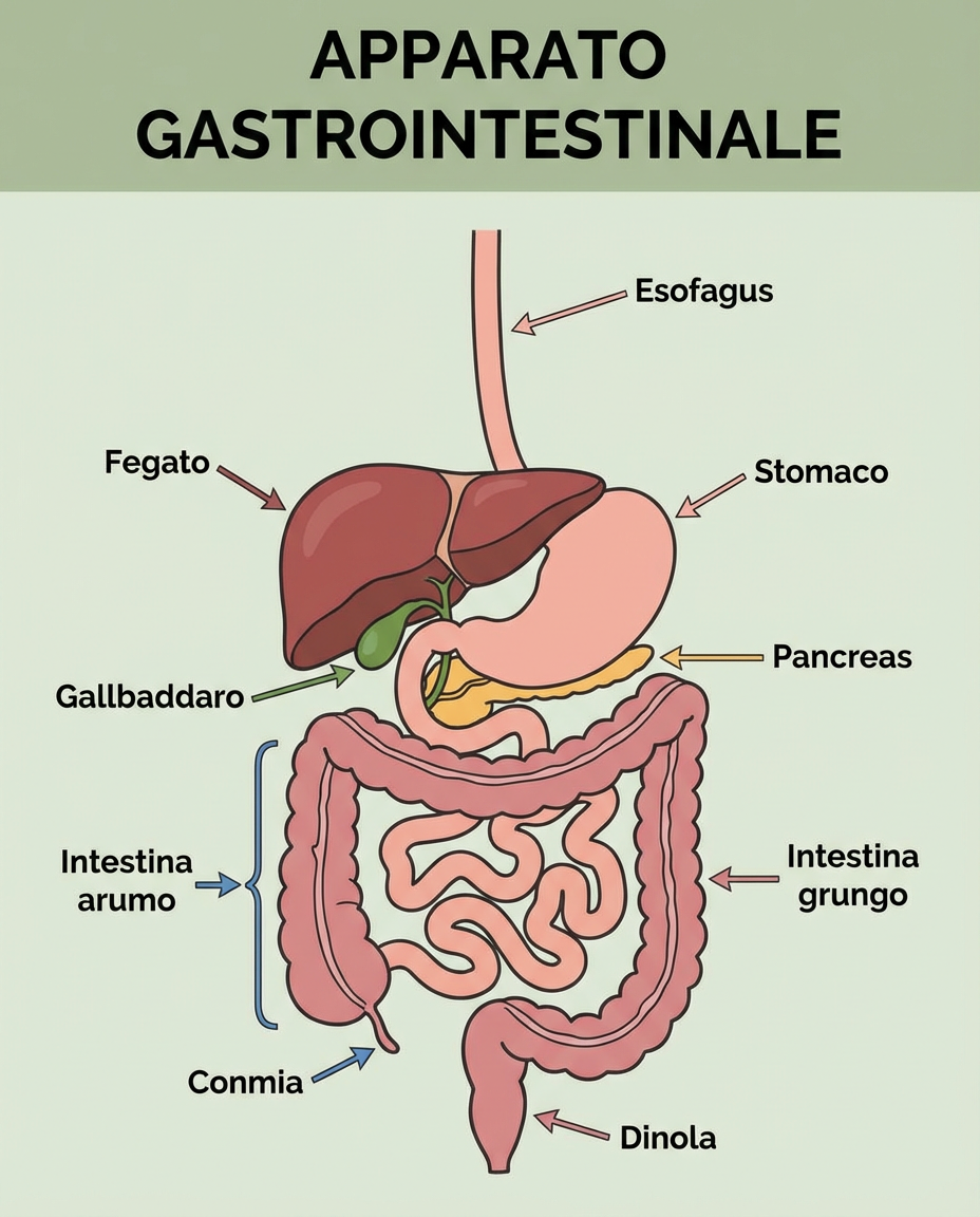 freepik__apparato-gastrointestinale__93665.png