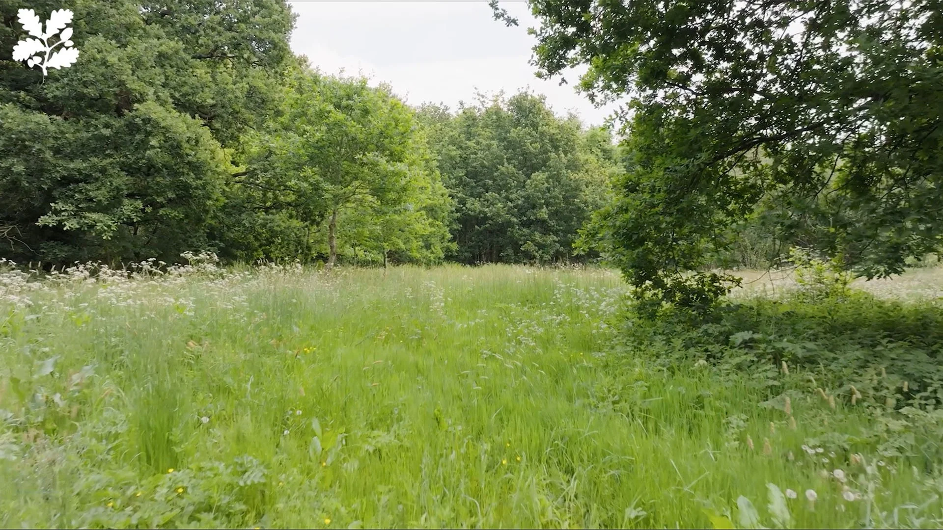 NT Erddig Mindful Meadow screen-10.jpg